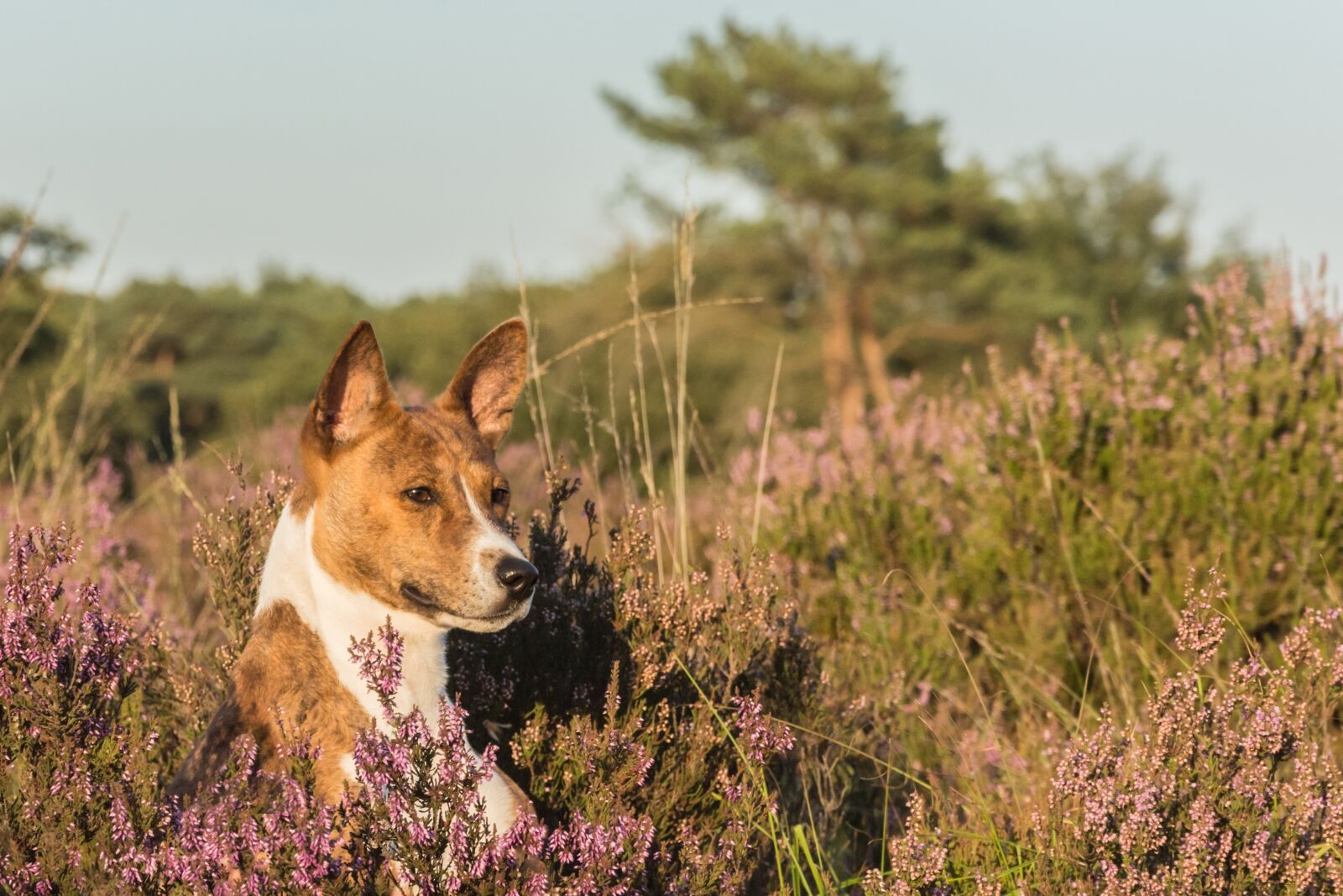 Nikon D7100 sample photo. Dog, animal, pet photography