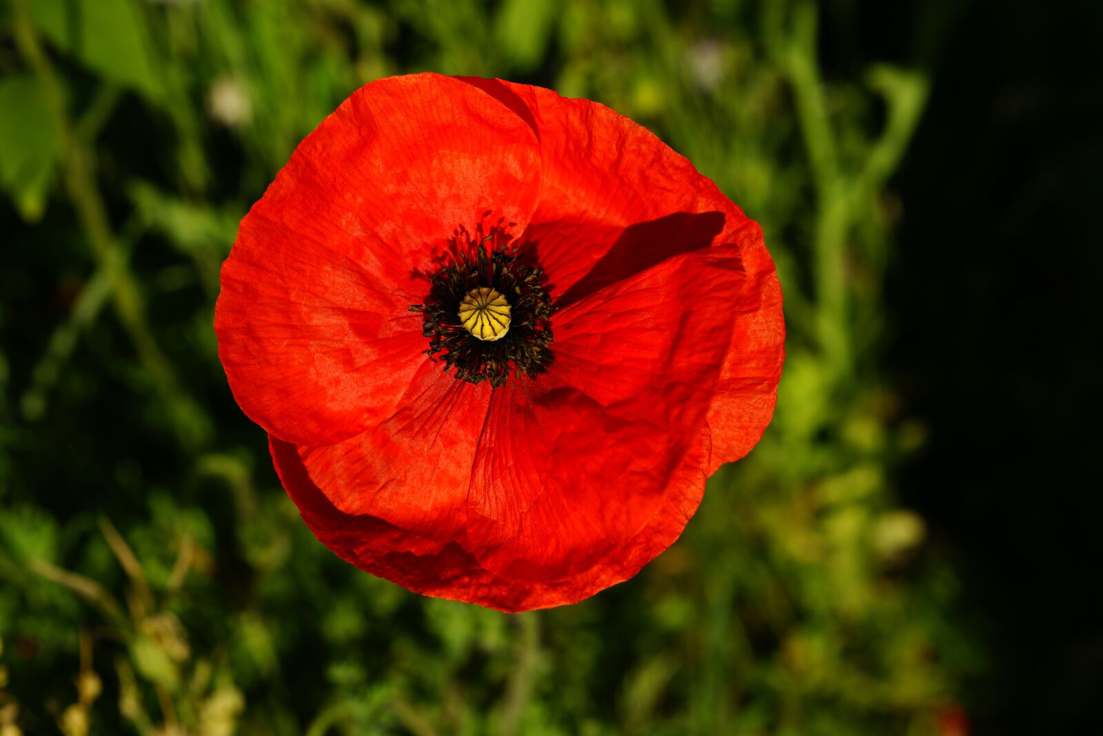 Sony Alpha DSLR-A900 sample photo. Poppy, blossom, bloom photography