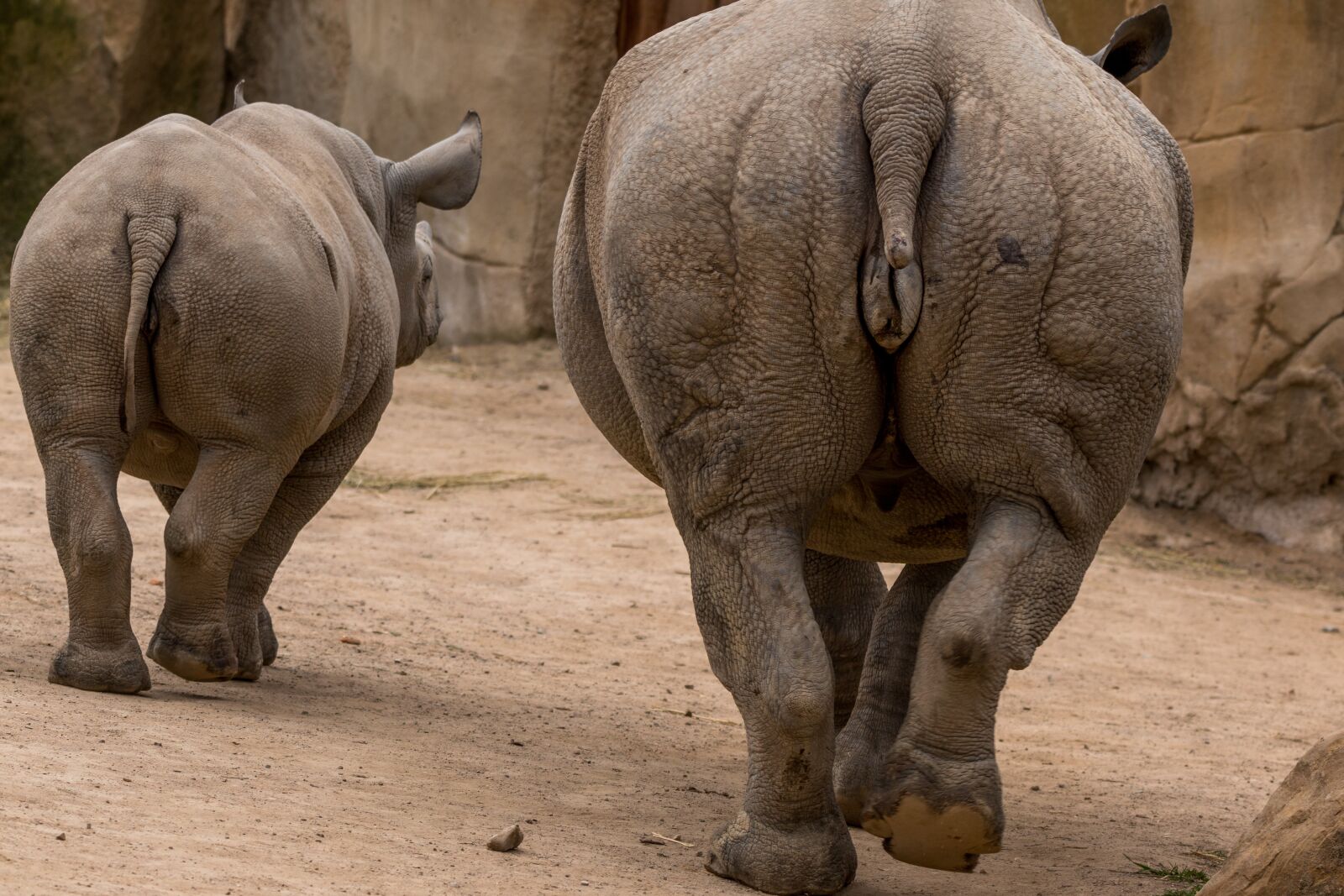 150-600mm F5-6.3 DG OS HSM | Contemporary 015 sample photo. Rhino, rhino young, africa photography