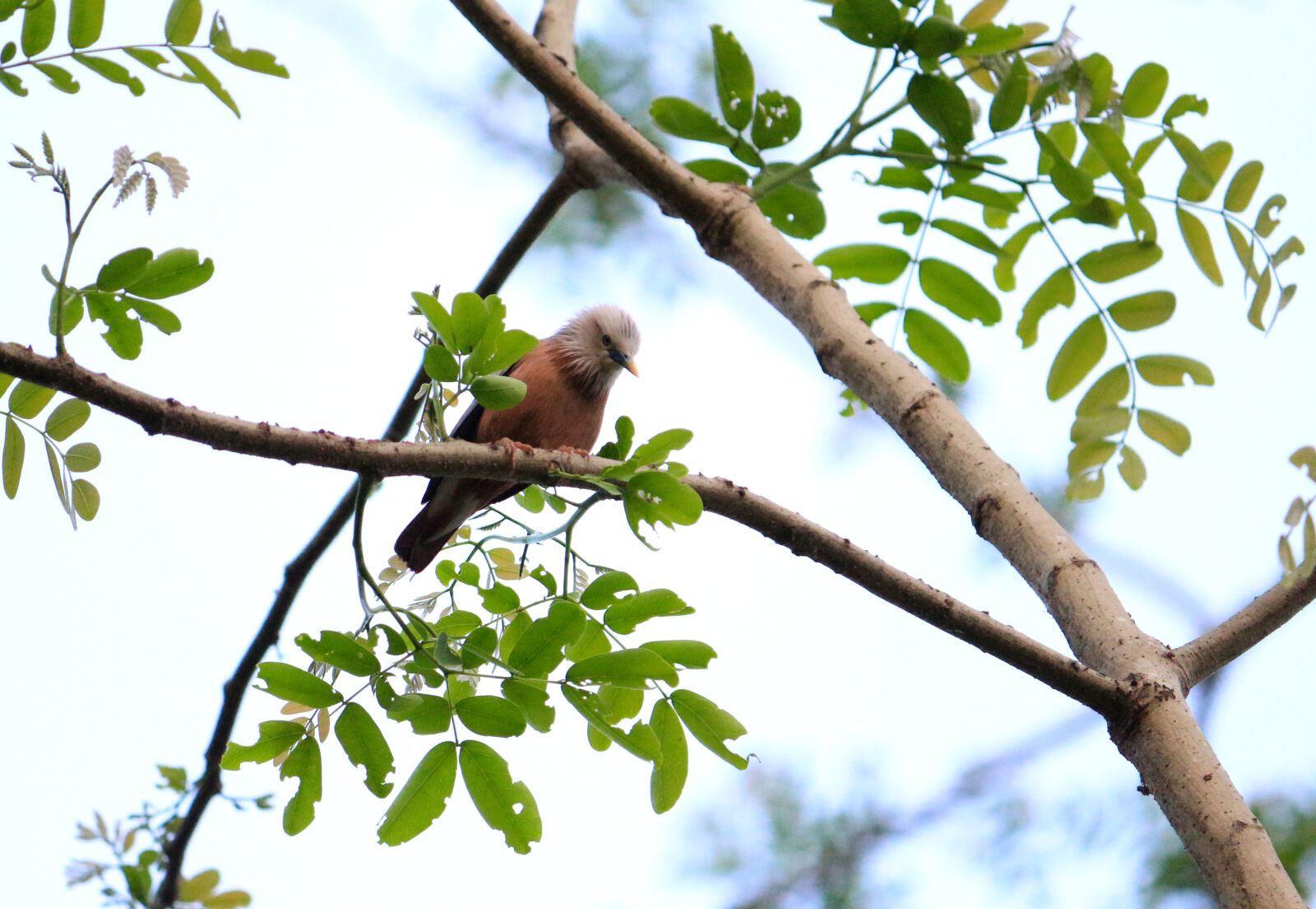 Canon EOS 700D (EOS Rebel T5i / EOS Kiss X7i) sample photo. Bird, green, nature photography