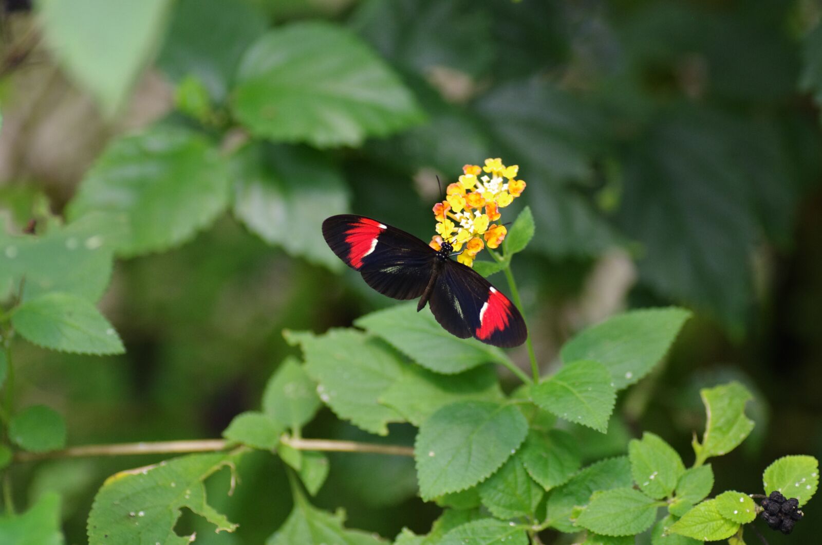 Pentax K-5 sample photo. Butterfly, zoo, nature photography