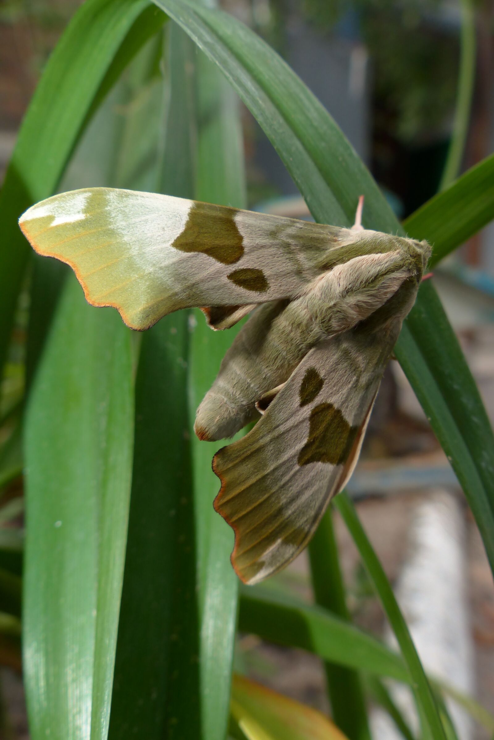 Panasonic Lumix DMC-FZ200 sample photo. Hyles fake, moth, butterfly photography