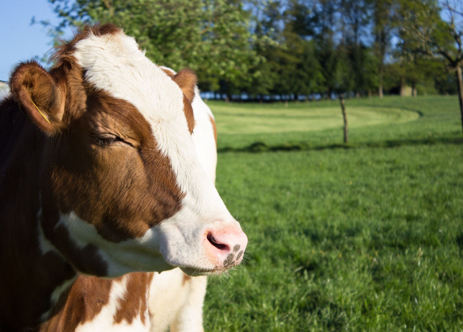 Canon EOS 600D (Rebel EOS T3i / EOS Kiss X5) sample photo. Cow, milk cow, cattle photography