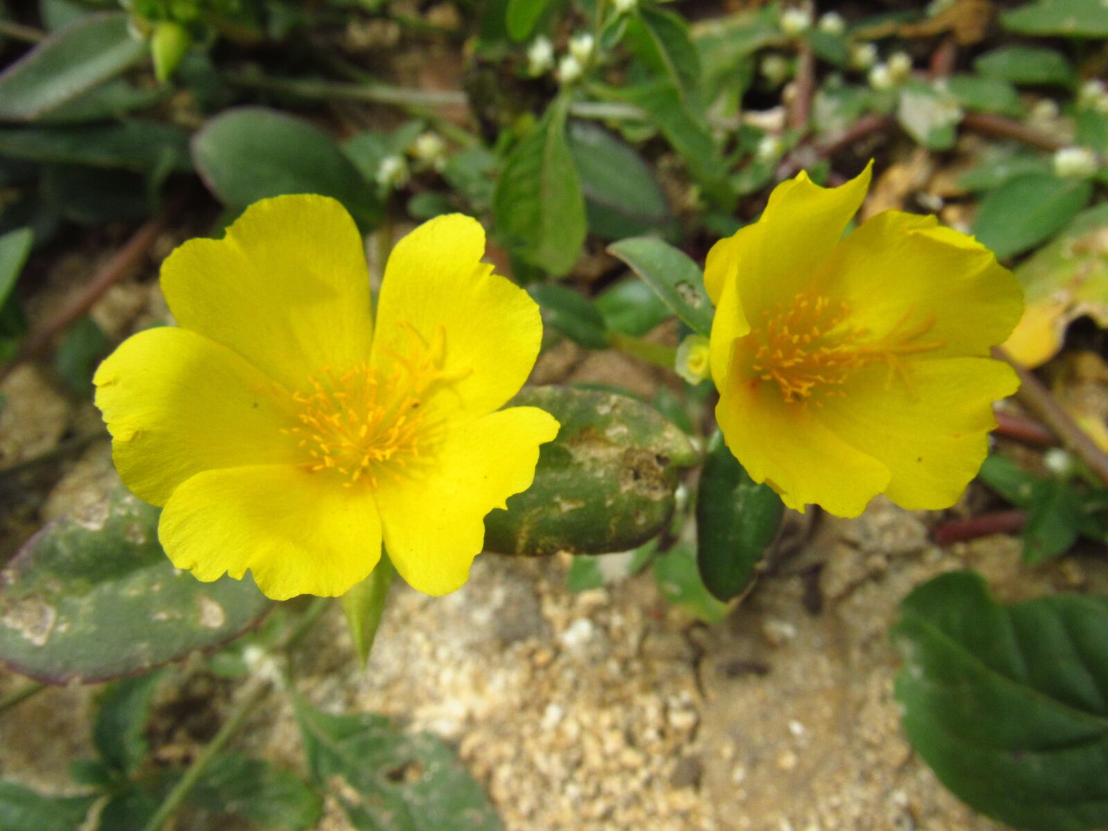 Canon PowerShot SX530 HS sample photo. Flower, macro, yellow photography