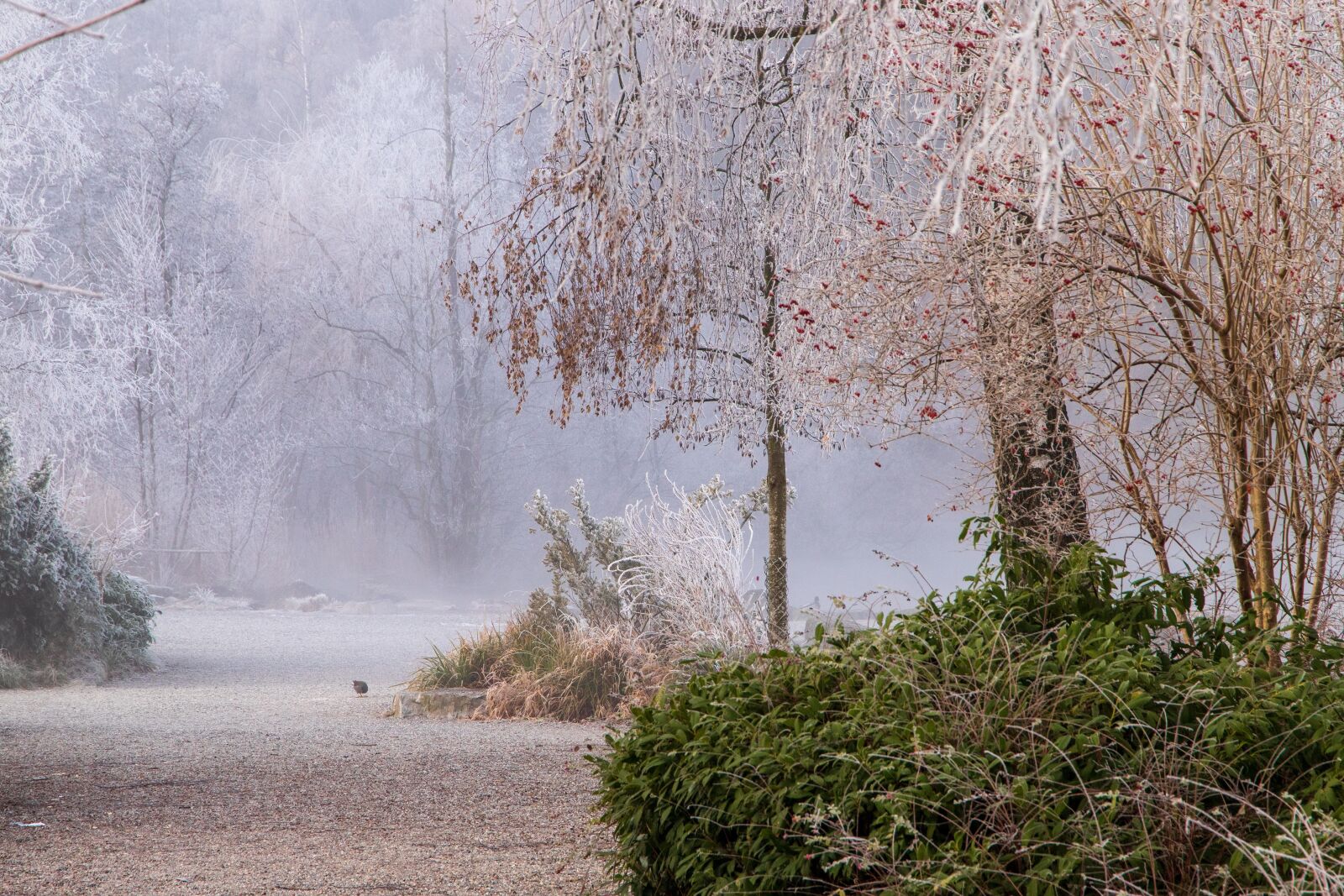 Canon EOS 6D Mark II sample photo. Ripe, away, winter photography
