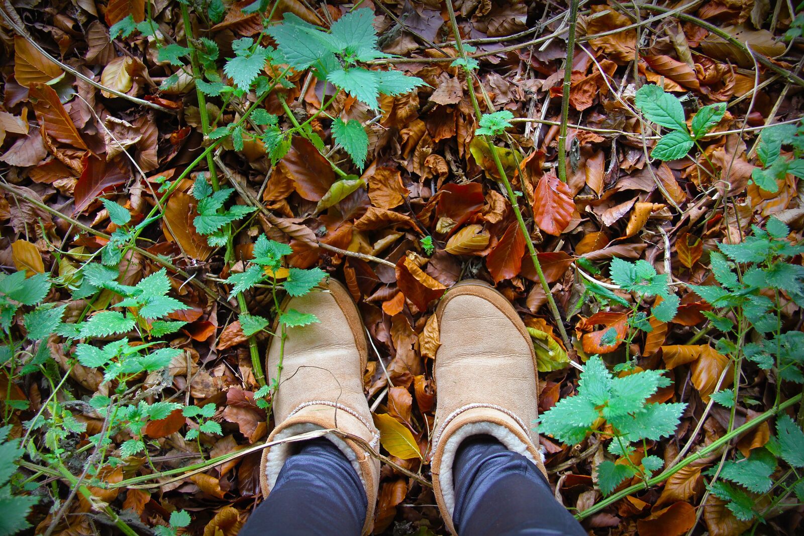 Canon EF-S 18-200mm F3.5-5.6 IS sample photo. Leaf, fall, wood photography