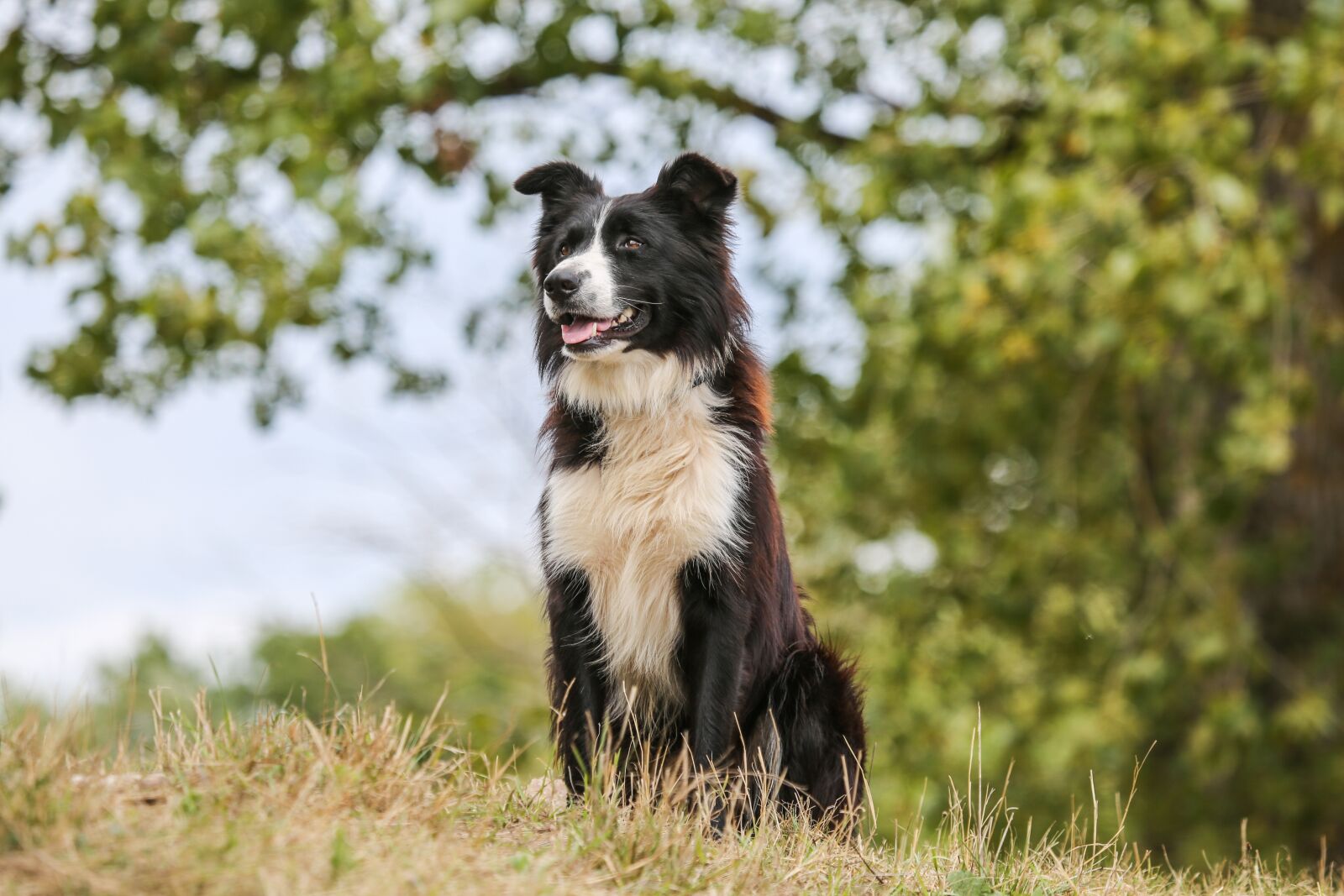 Canon EF 100-400mm F4.5-5.6L IS USM sample photo. Dog, shepherd dog, collie photography