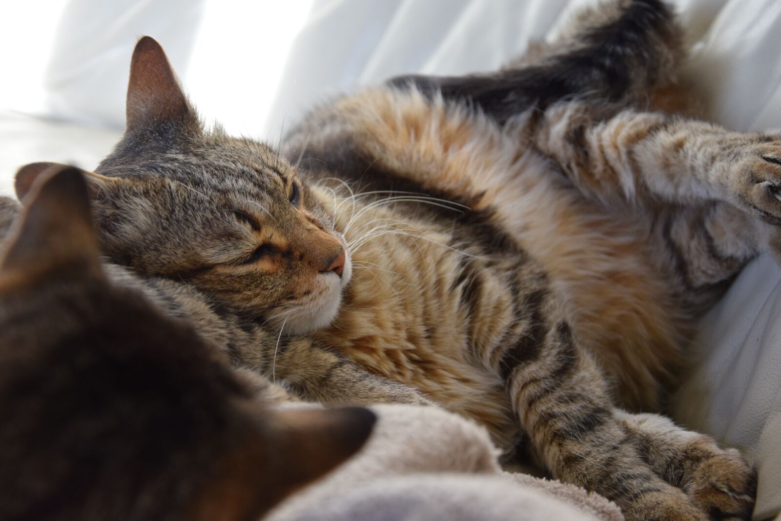 Nikon D5300 sample photo. Cat, friends, tabby photography