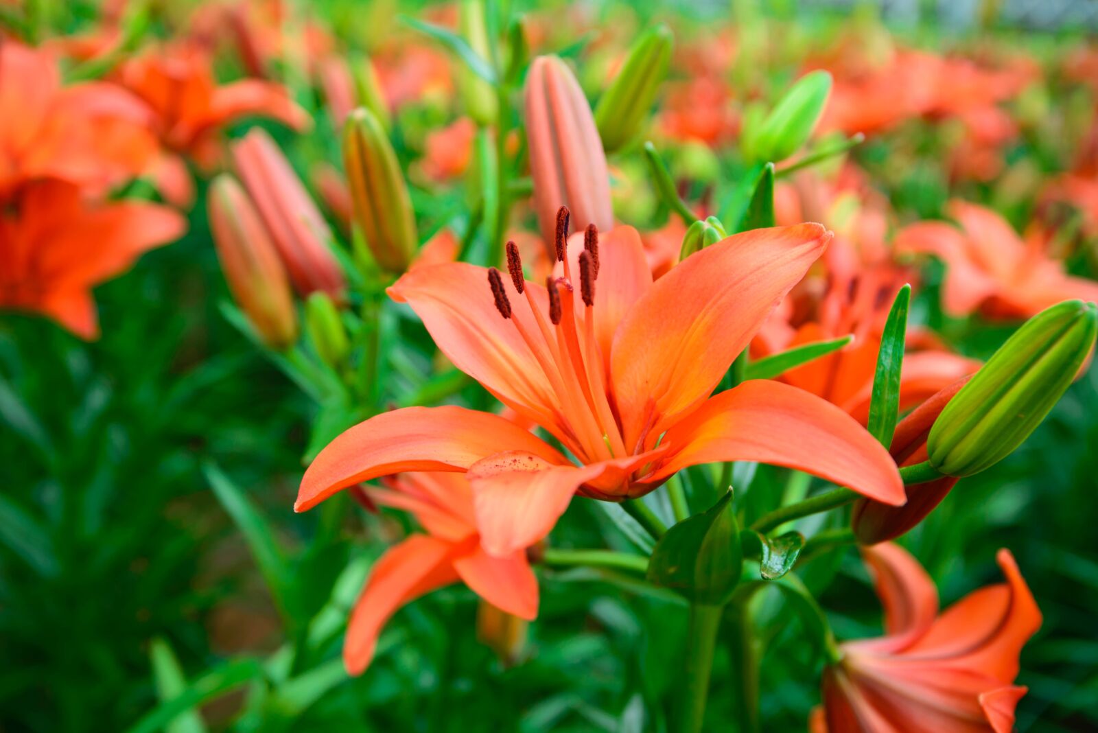 Nikon D600 sample photo. Flower, gardens, pink flower photography