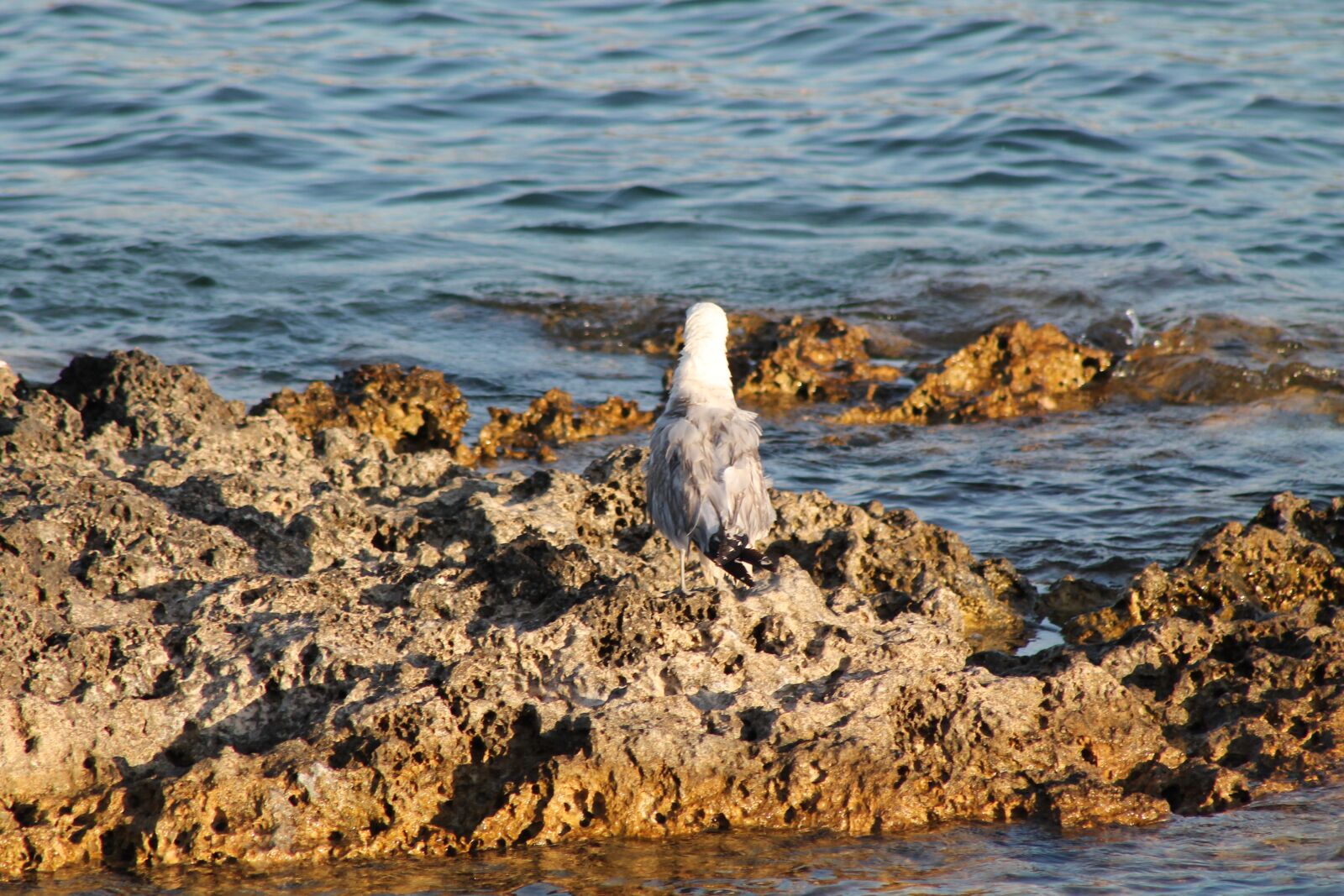 Canon EF75-300mm f/4-5.6 sample photo. Seagull, wet, rock photography