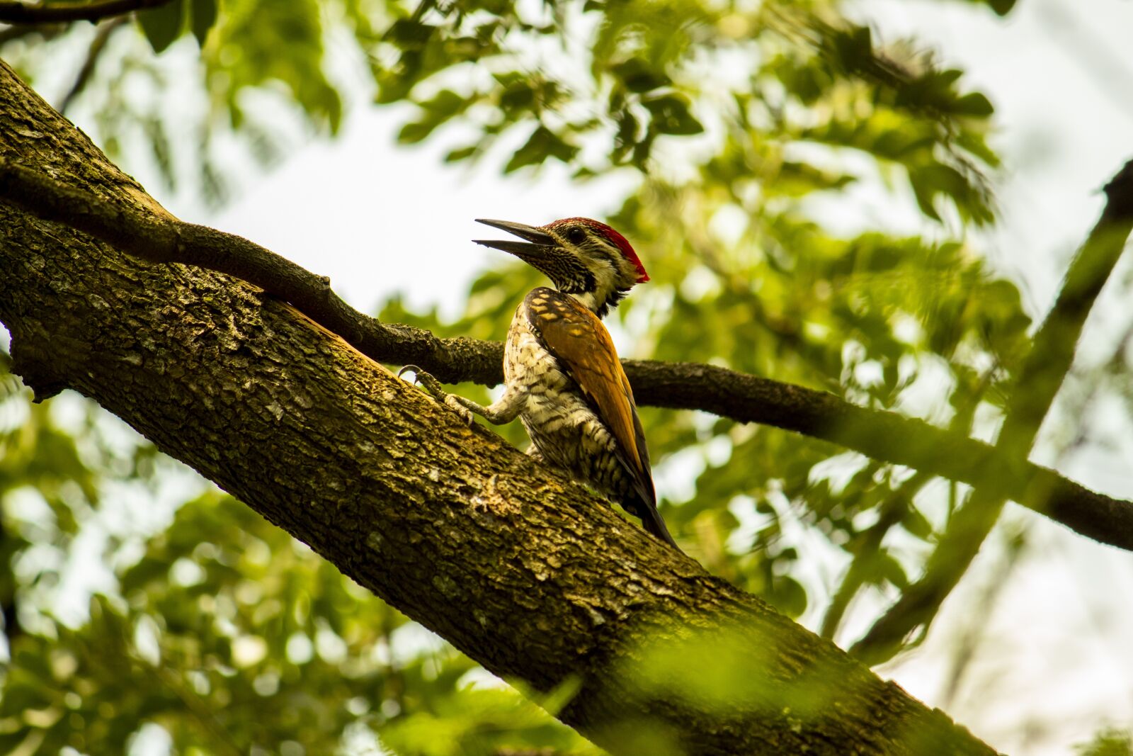Canon EOS 1300D (EOS Rebel T6 / EOS Kiss X80) sample photo. Woodpecker, bird, nature photography