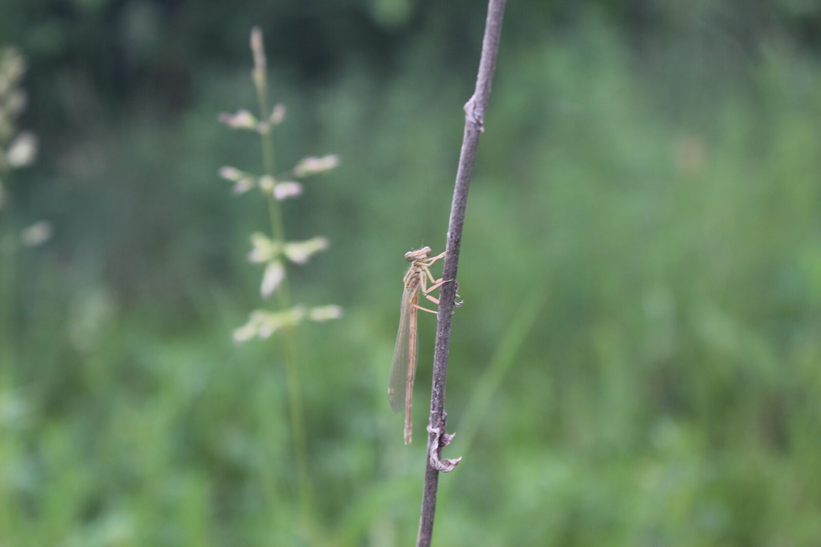Canon EOS 1300D (EOS Rebel T6 / EOS Kiss X80) sample photo. Dragonfly, insect, natures photography