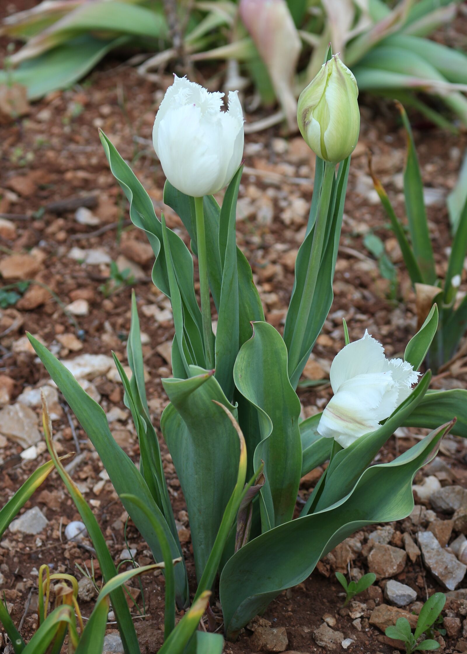 Canon EOS 700D (EOS Rebel T5i / EOS Kiss X7i) sample photo. White, white flowers, white photography