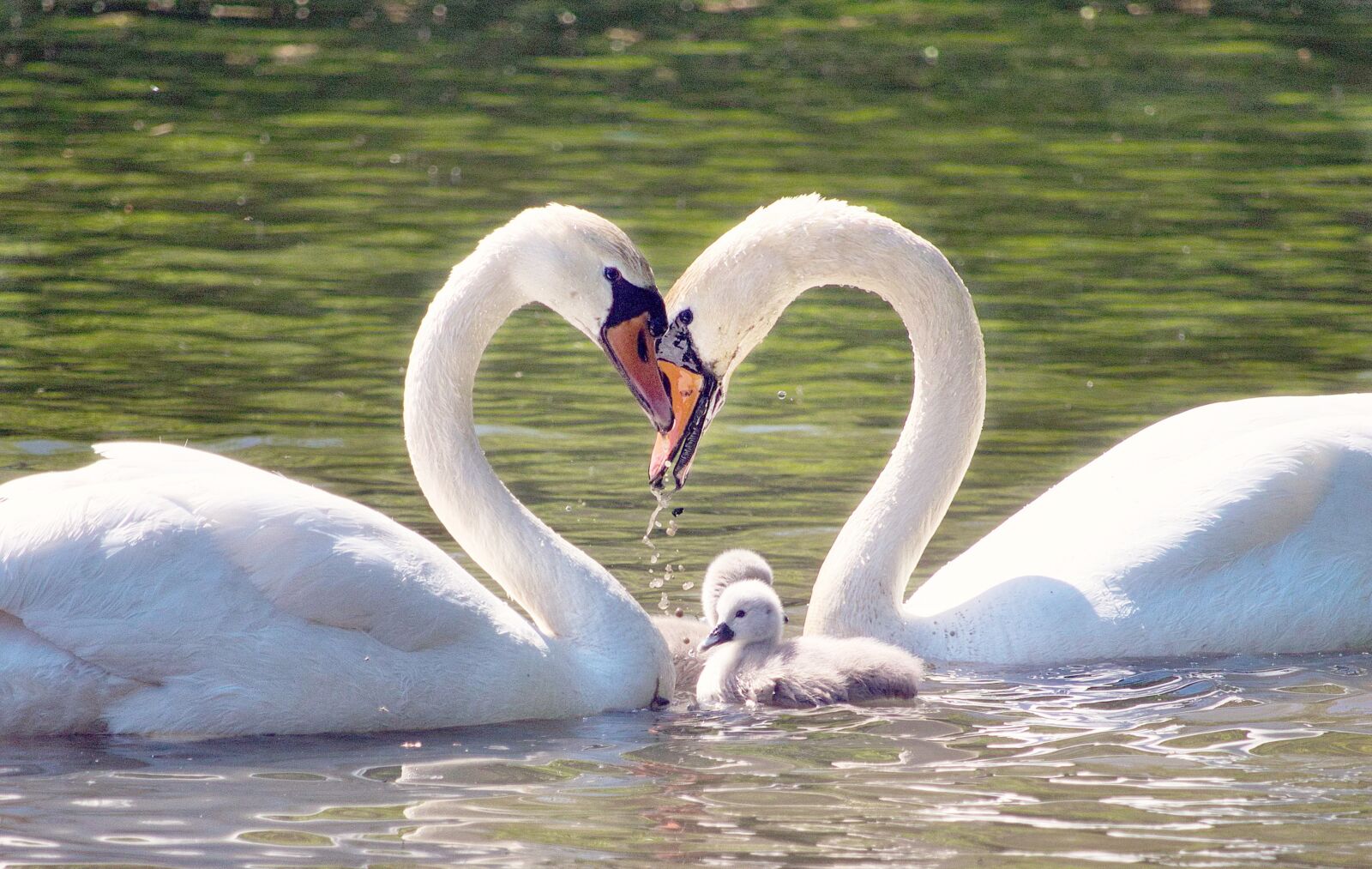 Canon EOS 80D + Canon EF-S 55-250mm F4-5.6 IS STM sample photo. Swan, love, romantic photography