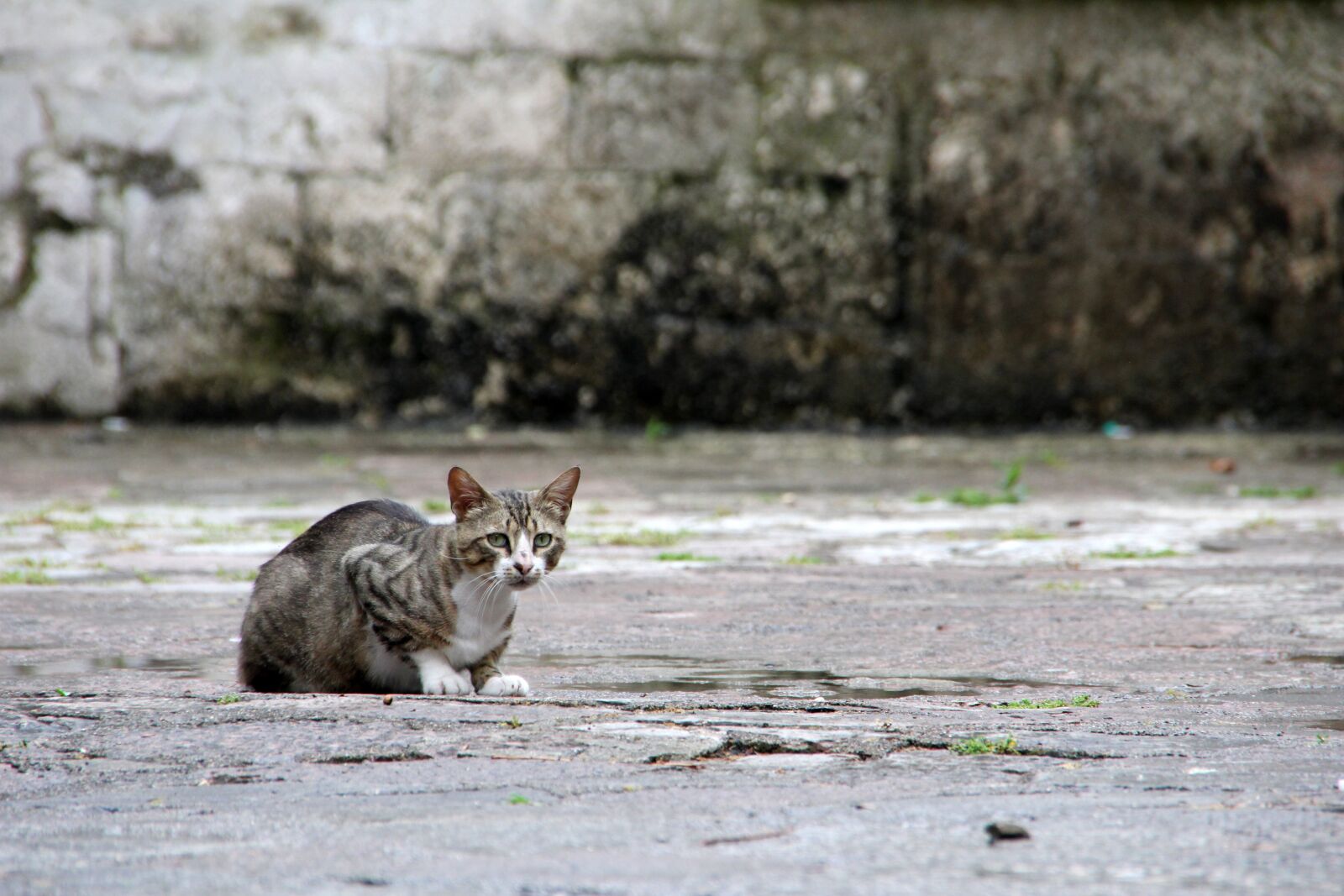 Canon EOS 60D sample photo. Cat, kitten, young cat photography