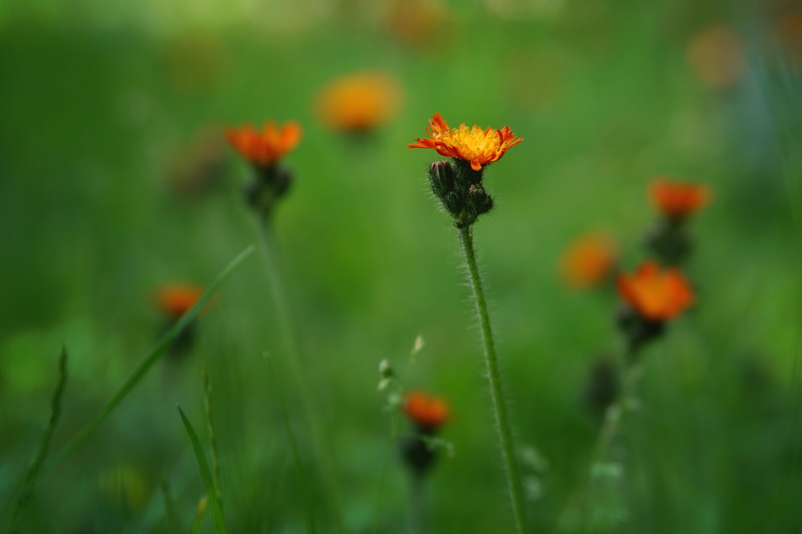 Sony Alpha a5000 (ILCE 5000) + Sony DT 50mm F1.8 SAM sample photo. Hawkweed, flowers, grasses photography