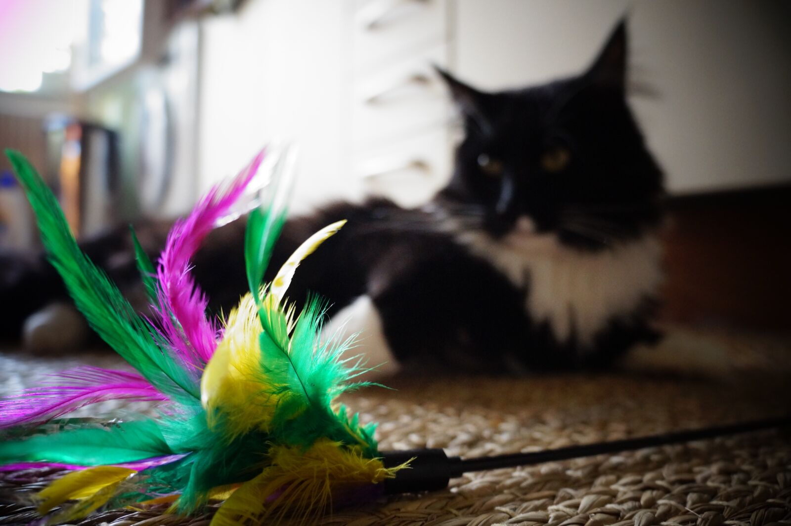 Sony Alpha a3000 sample photo. Cat, toys, feather photography