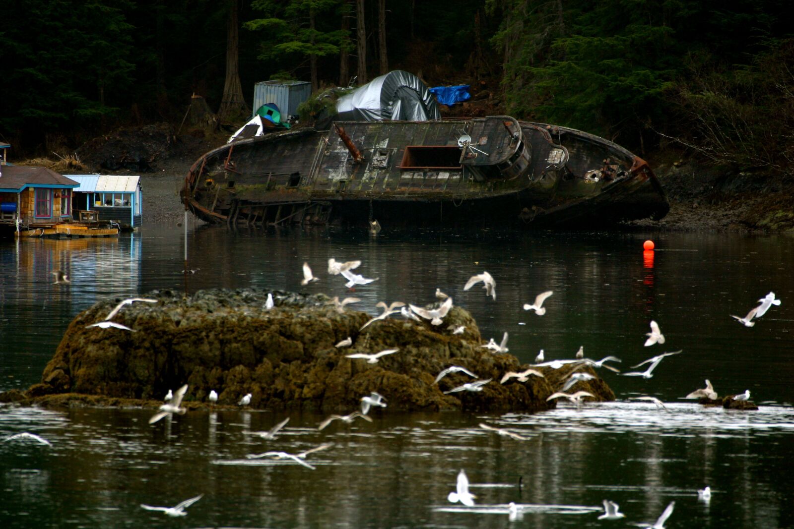 Canon EOS D60 sample photo. Shipwreck, pollution, seagulls photography