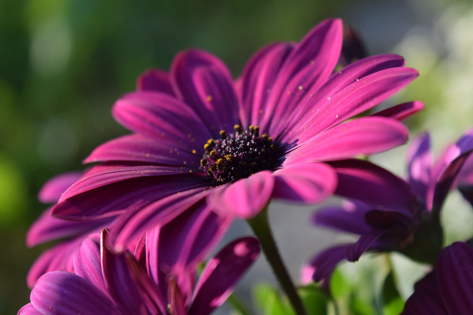 Nikon D3300 sample photo. Cape basket, pink, blossom photography