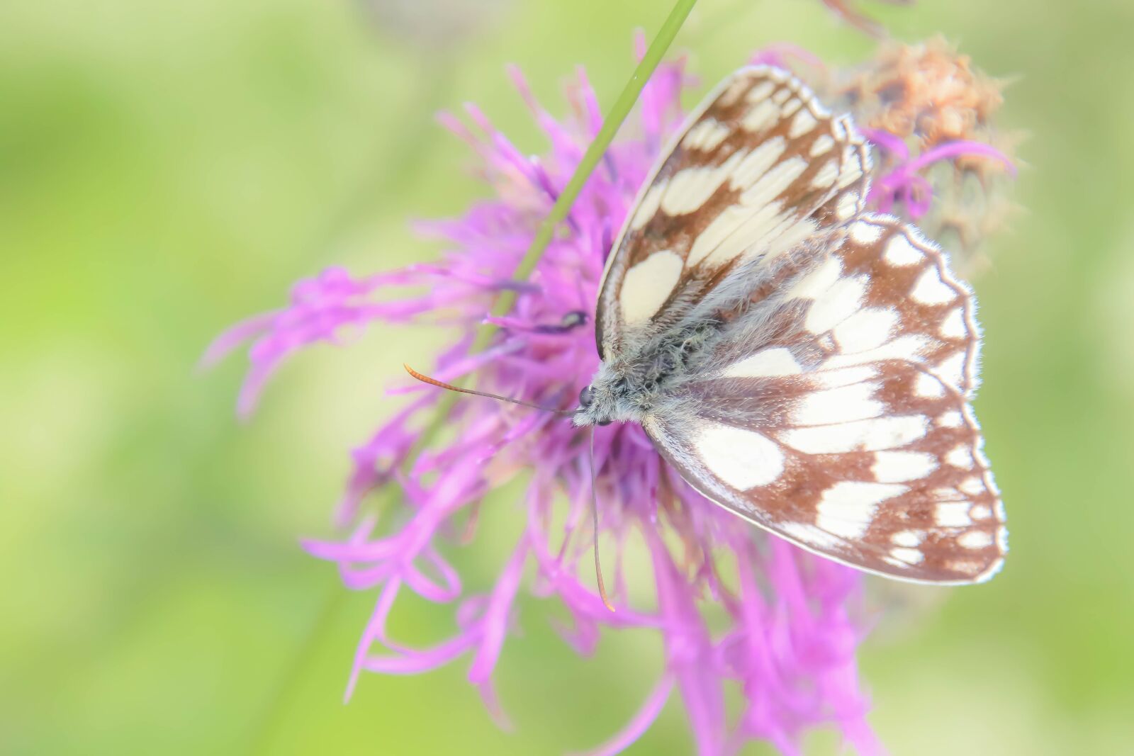 Canon EOS 70D + Tamron 16-300mm F3.5-6.3 Di II VC PZD Macro sample photo. Butterfly, insects, wings photography