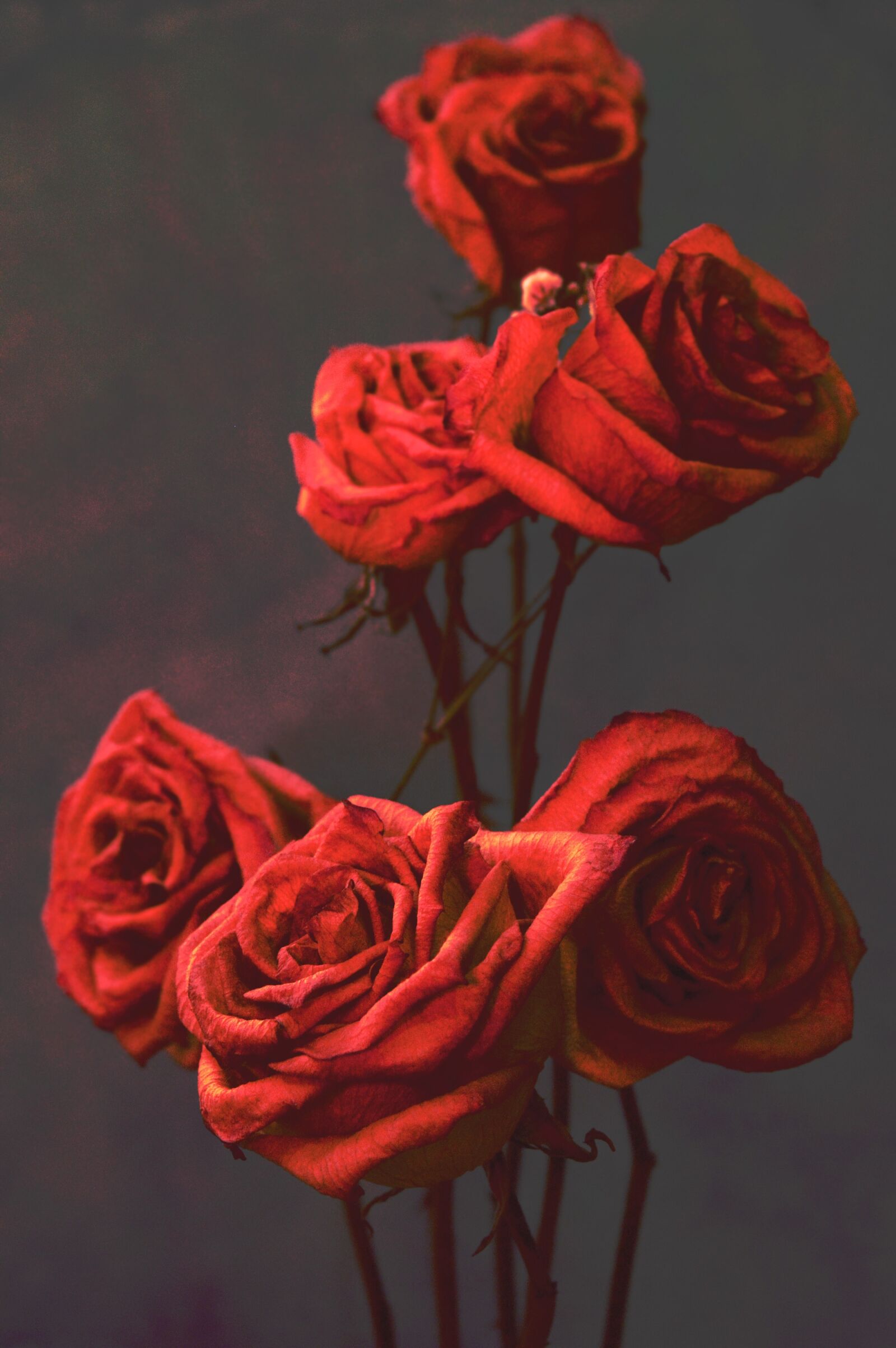 Nikon D3200 sample photo. Rosa, flower, floral photography