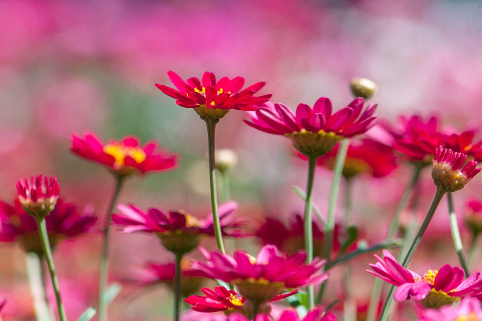 Nikon D300 sample photo. Chrysanthemum, red, many wings photography