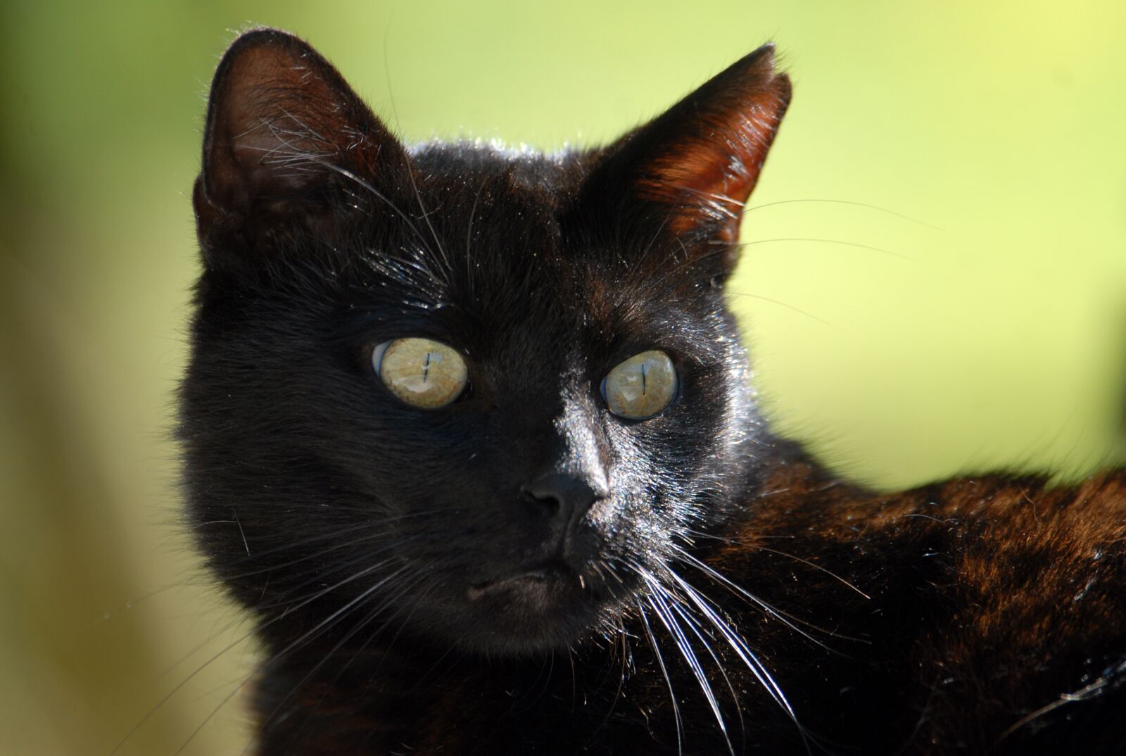Nikon D200 sample photo. Cat, black cat, mieze photography