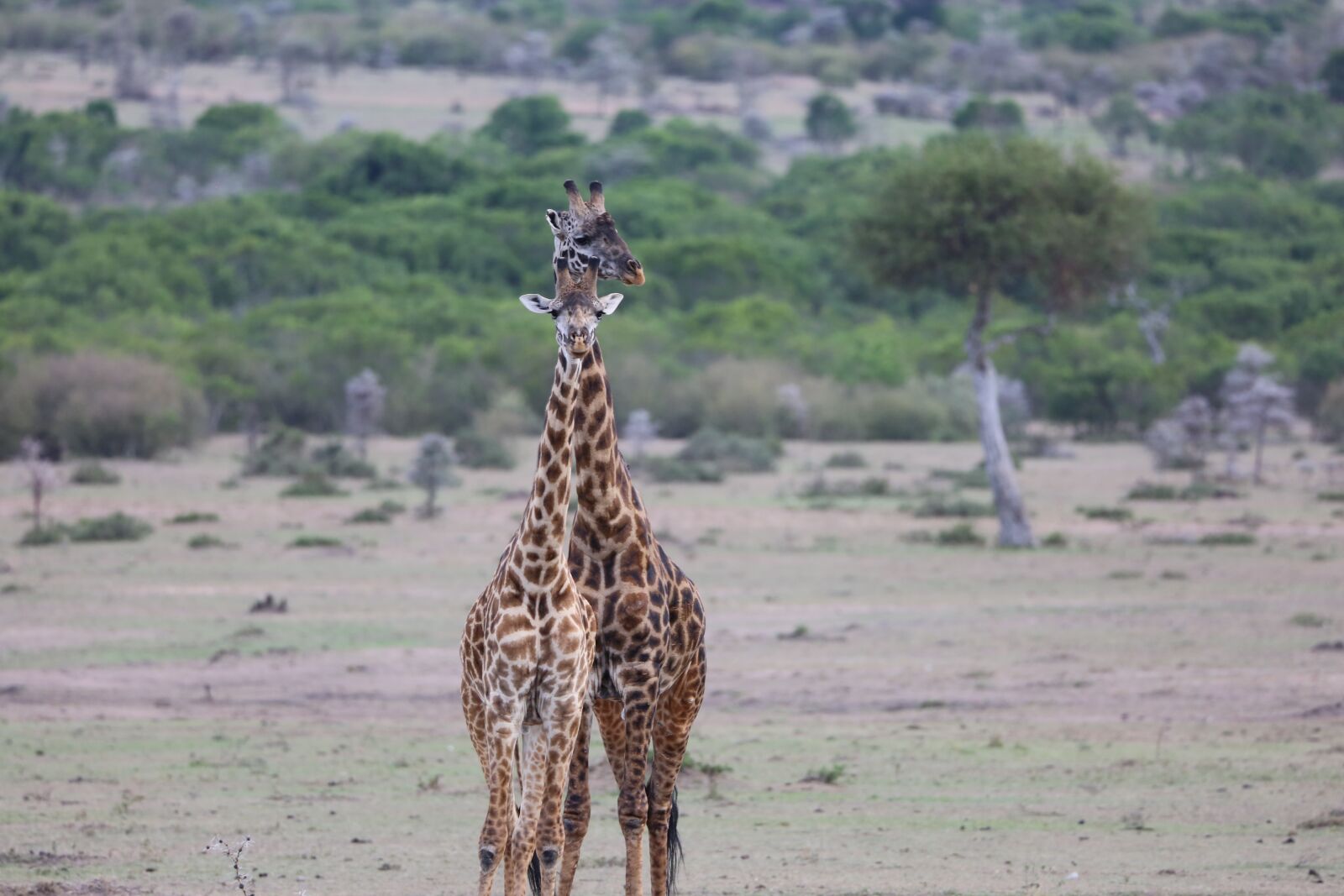 150-600mm F5-6.3 DG OS HSM | Contemporary 015 sample photo. Wildlife, safari, africa photography
