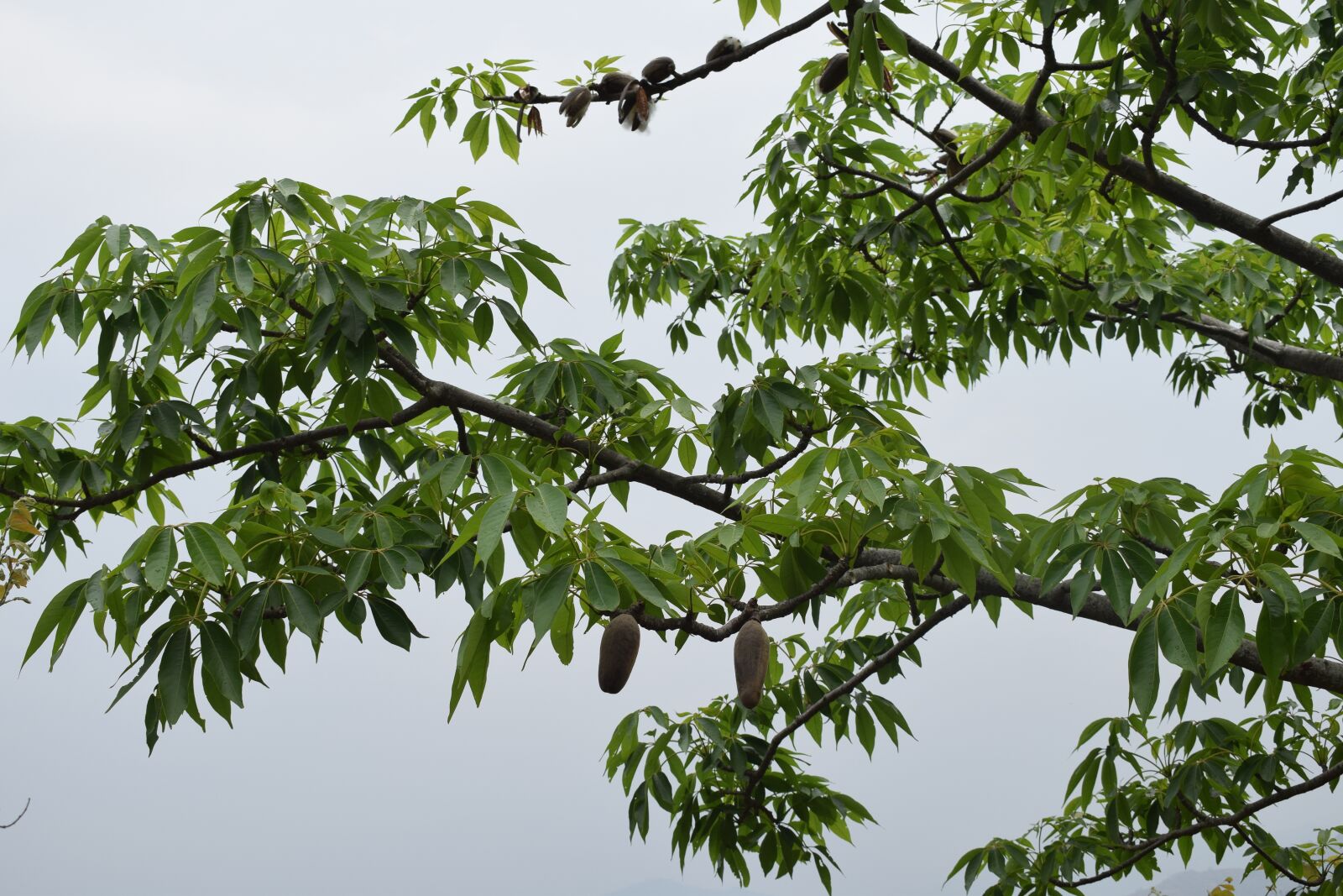 Nikon D5300 sample photo. Tree leaf, animal food photography