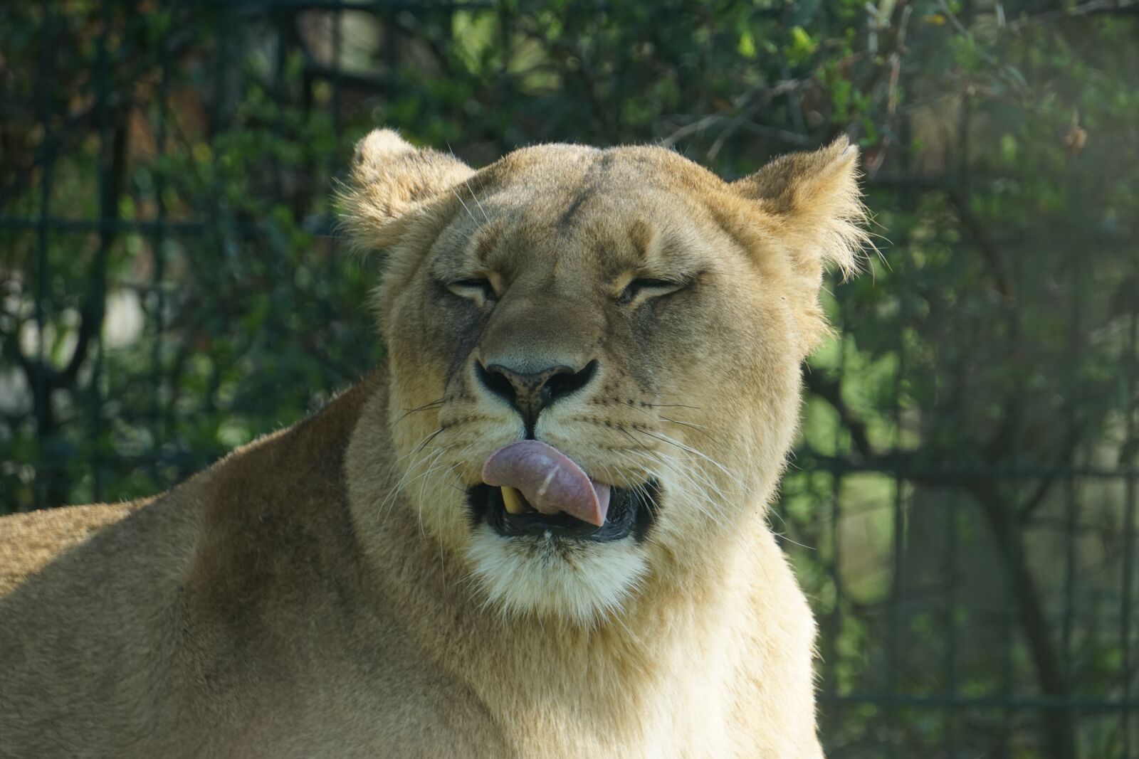 Sony a6000 sample photo. Tiger, predator, animal world photography