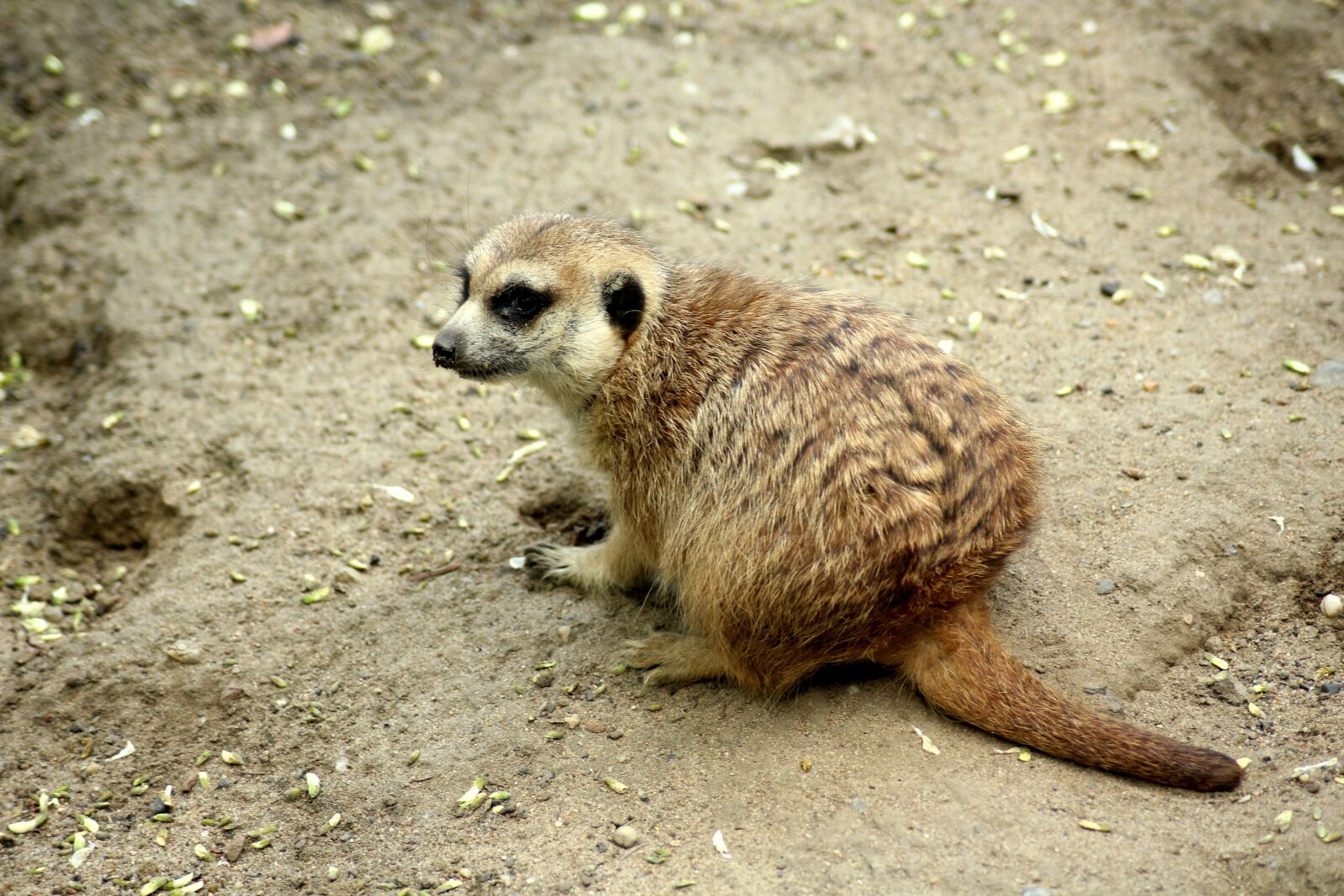 Canon EOS 1200D (EOS Rebel T5 / EOS Kiss X70 / EOS Hi) sample photo. Surykatka, animal, figure photography