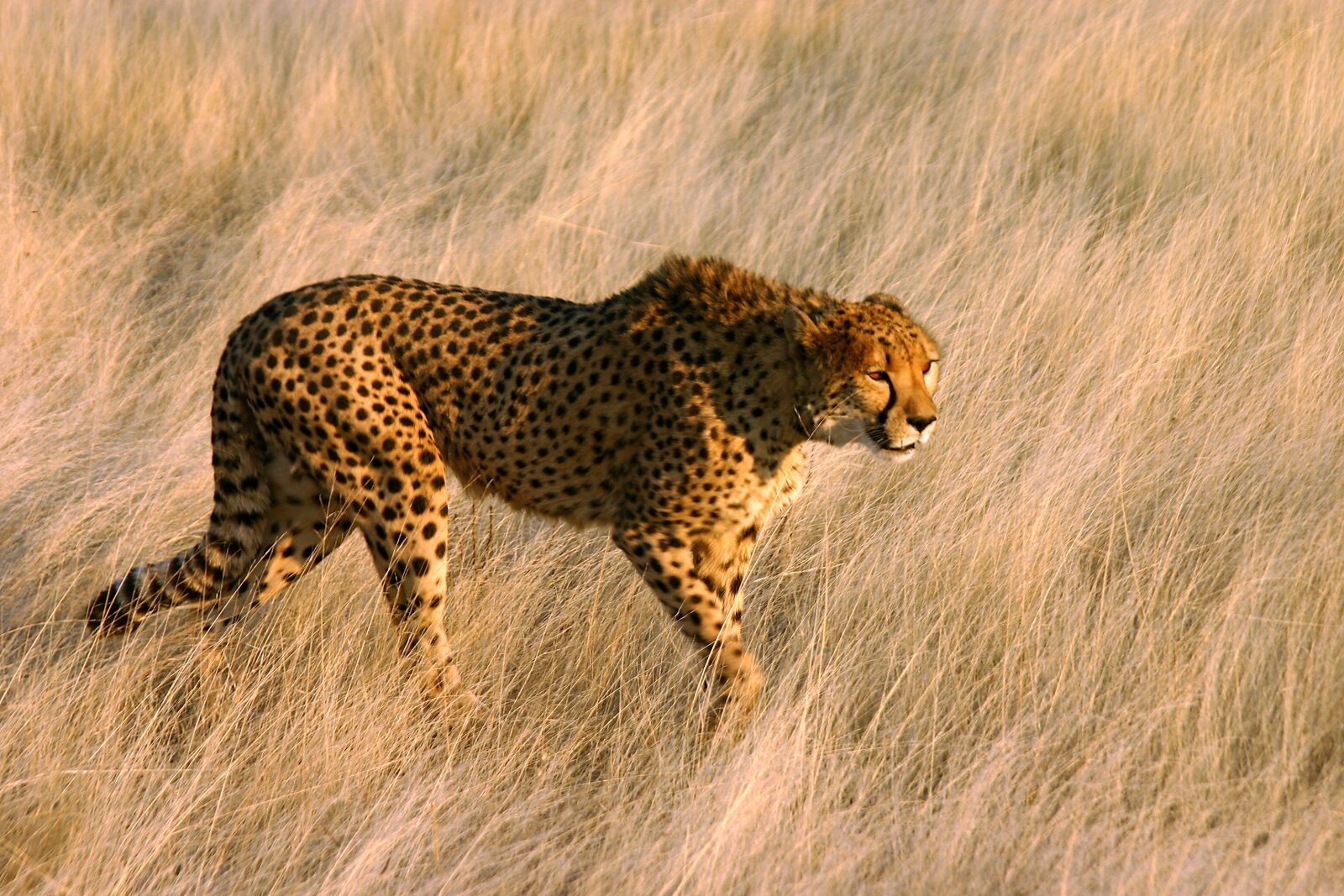 Canon EOS 300D (EOS Digital Rebel / EOS Kiss Digital) sample photo. Cheetah, big cat, predator photography