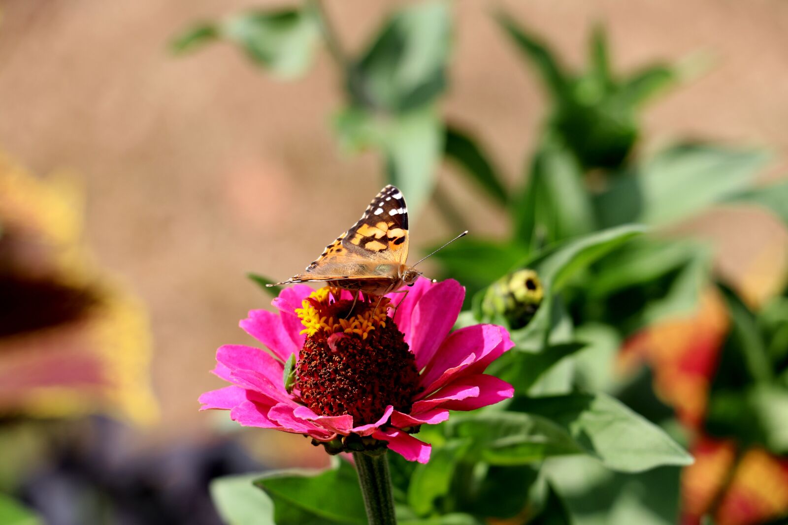 Canon EOS 80D sample photo. Butterfly, blossom, bloom photography