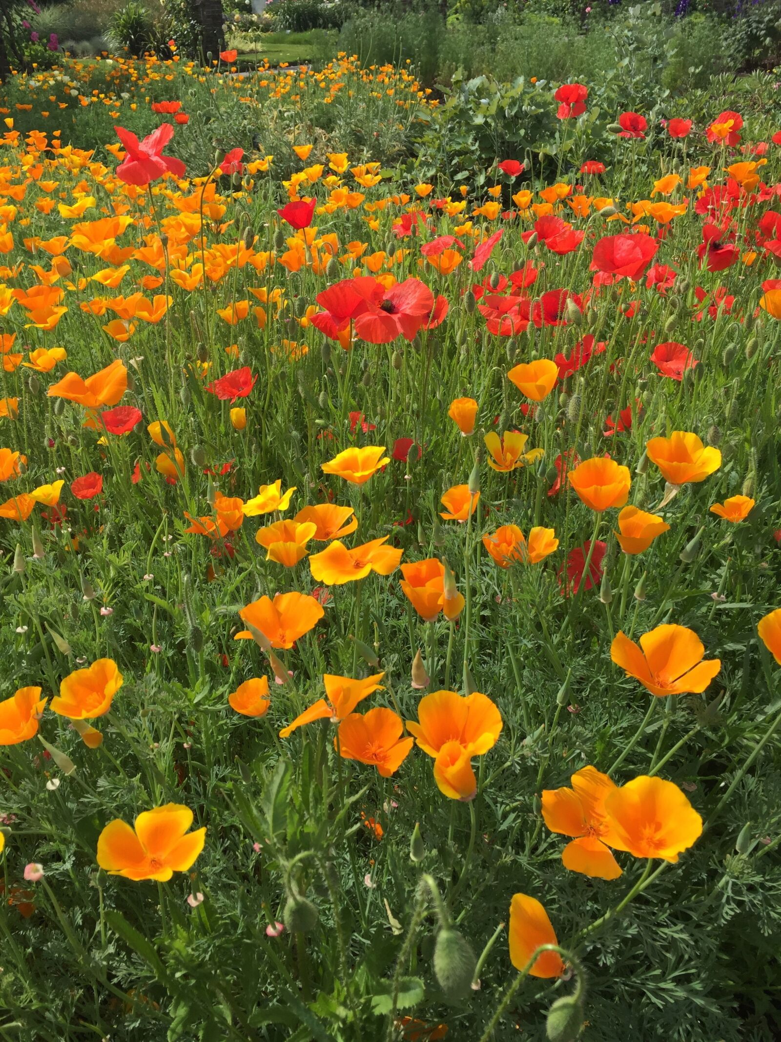Apple iPhone 6 Plus sample photo. Poppy, meadow, garden photography