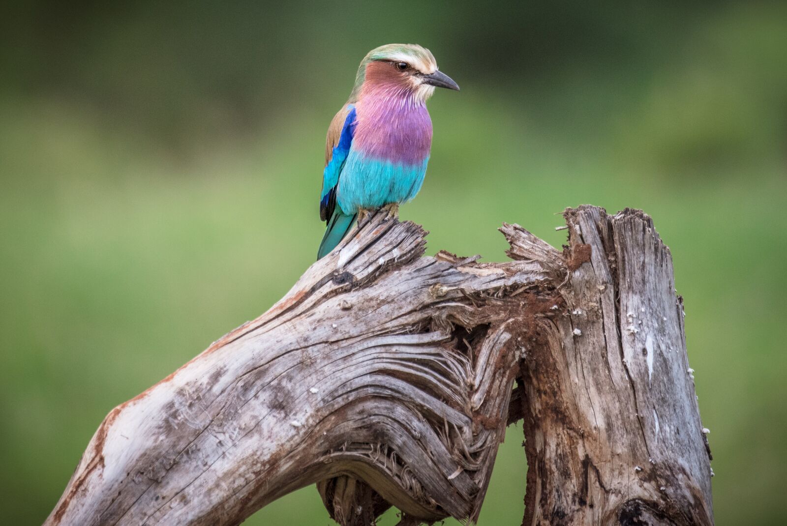 Nikon D750 sample photo. Africa, bird, nature photography