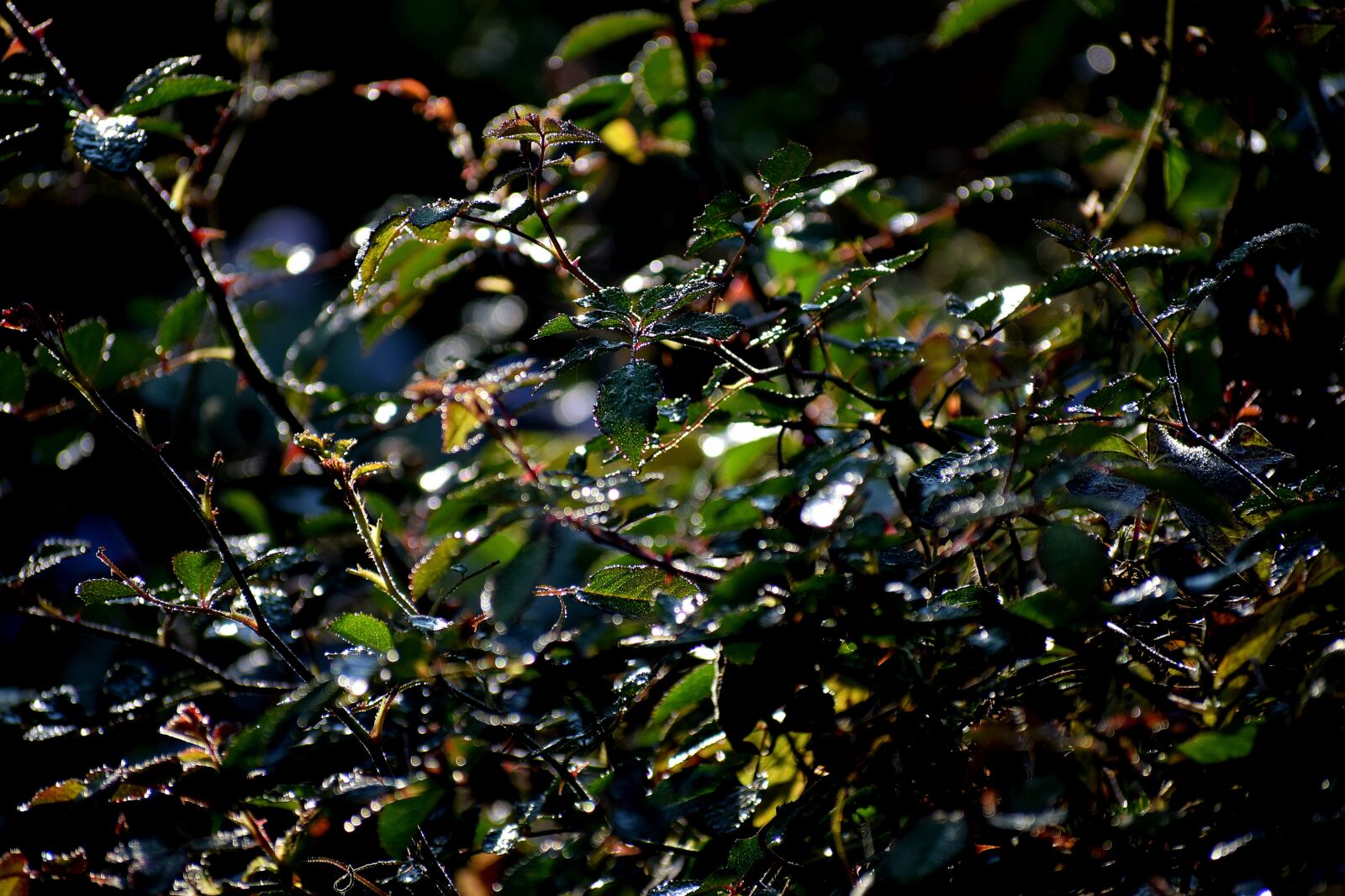 Nikon D3300 sample photo. Morning, dew, nature photography