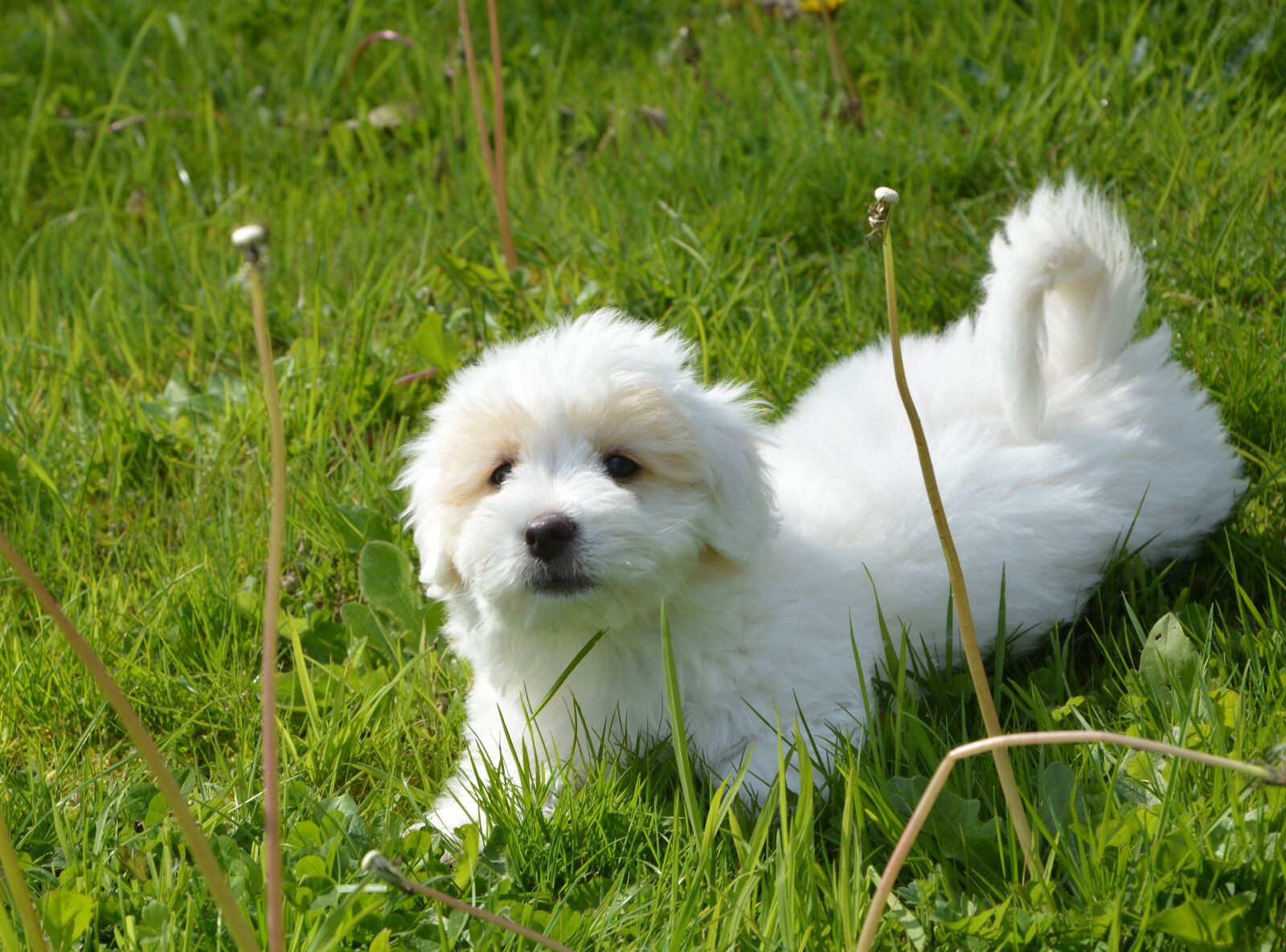 Nikon D5200 sample photo. Puppy, dog, cotton photography