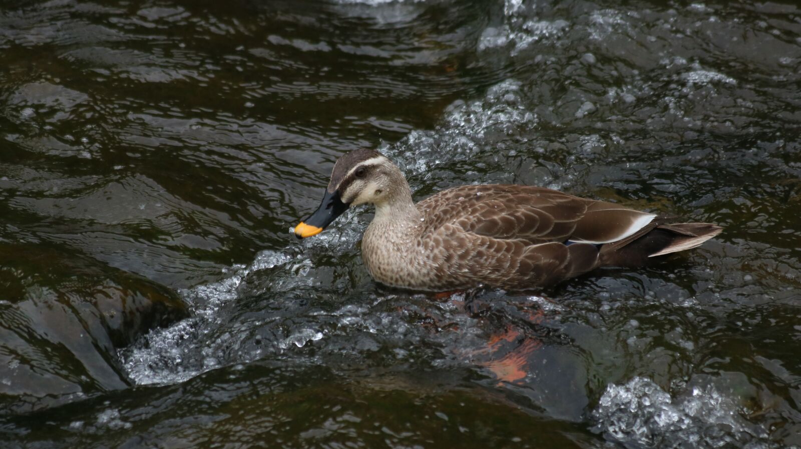 Canon EOS 750D (EOS Rebel T6i / EOS Kiss X8i) sample photo. The body of water photography