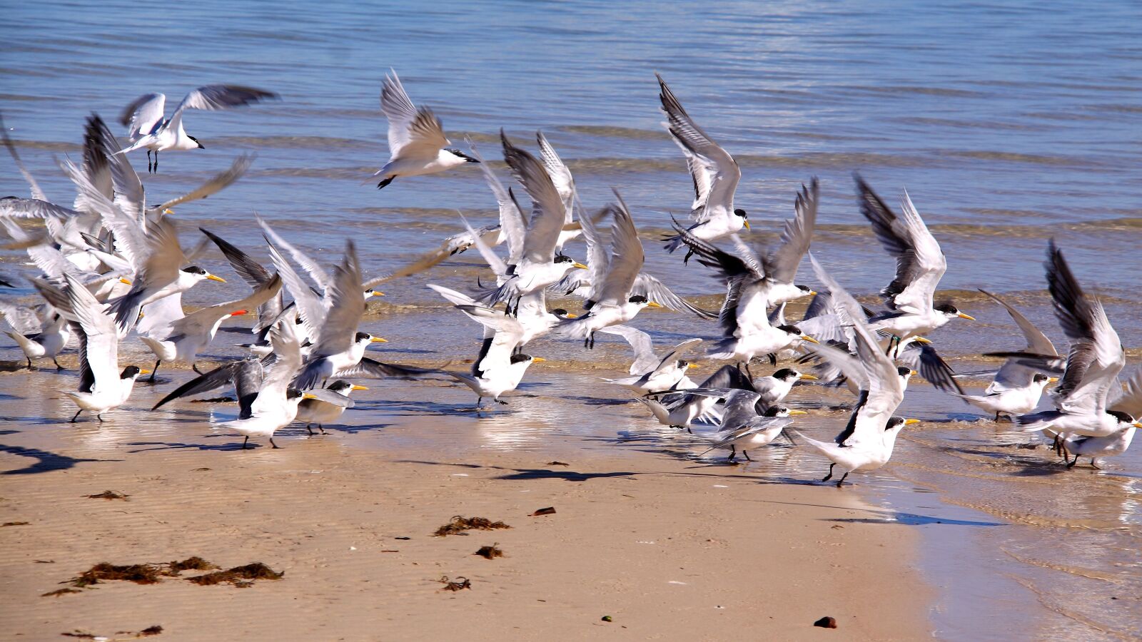 Canon EOS 50D sample photo. Sea, birds, flight photography