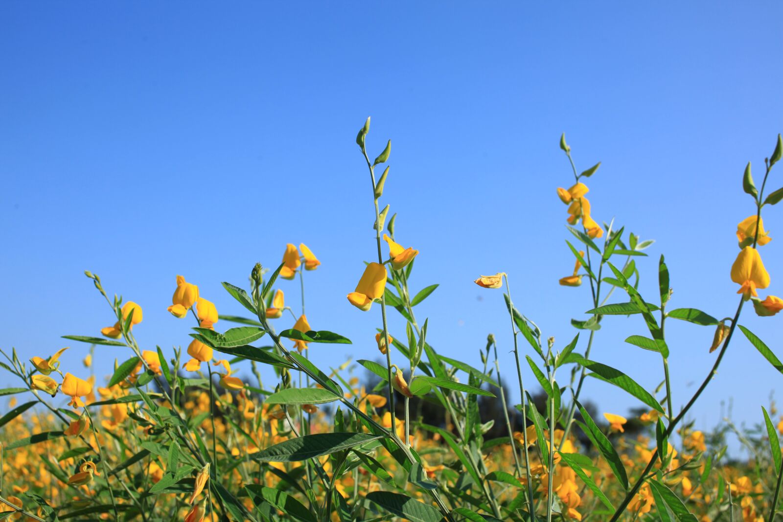 Canon EOS 5D Mark II sample photo. Sun hemp, wildflower, leguminosae photography