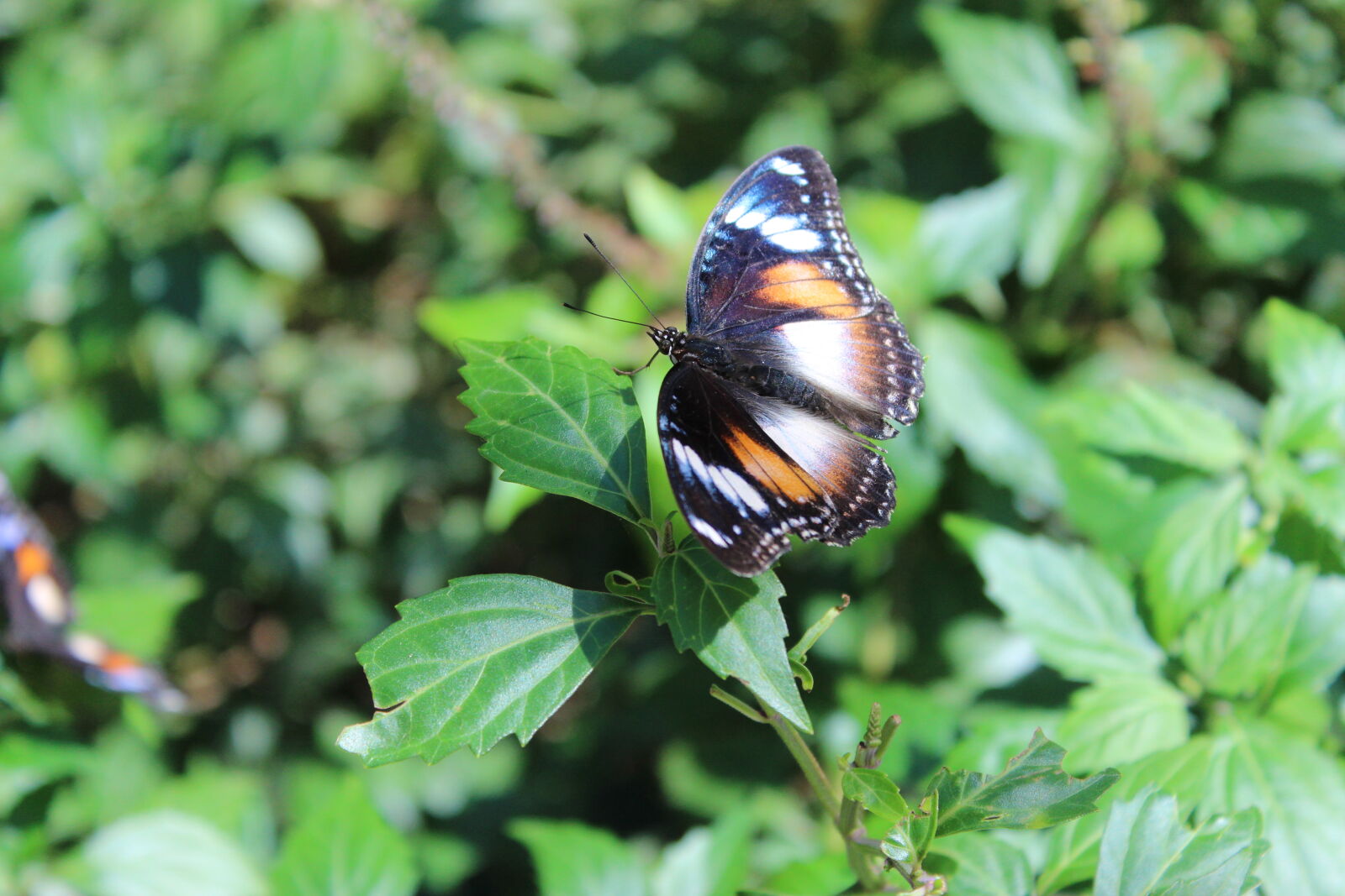 Canon EOS 600D (Rebel EOS T3i / EOS Kiss X5) sample photo. Beautiful, blue, bright, butterfly photography