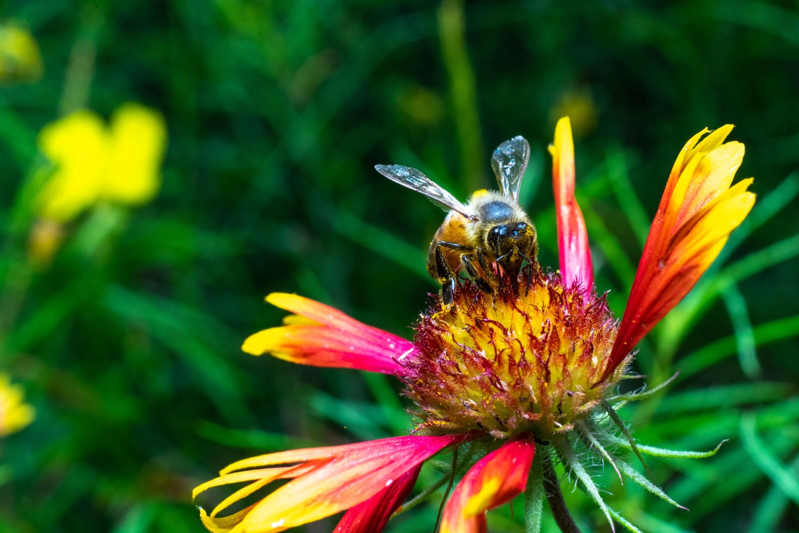 Sony a7 II + Sony FE 50mm F1.8 sample photo. Bee, green, flower photography