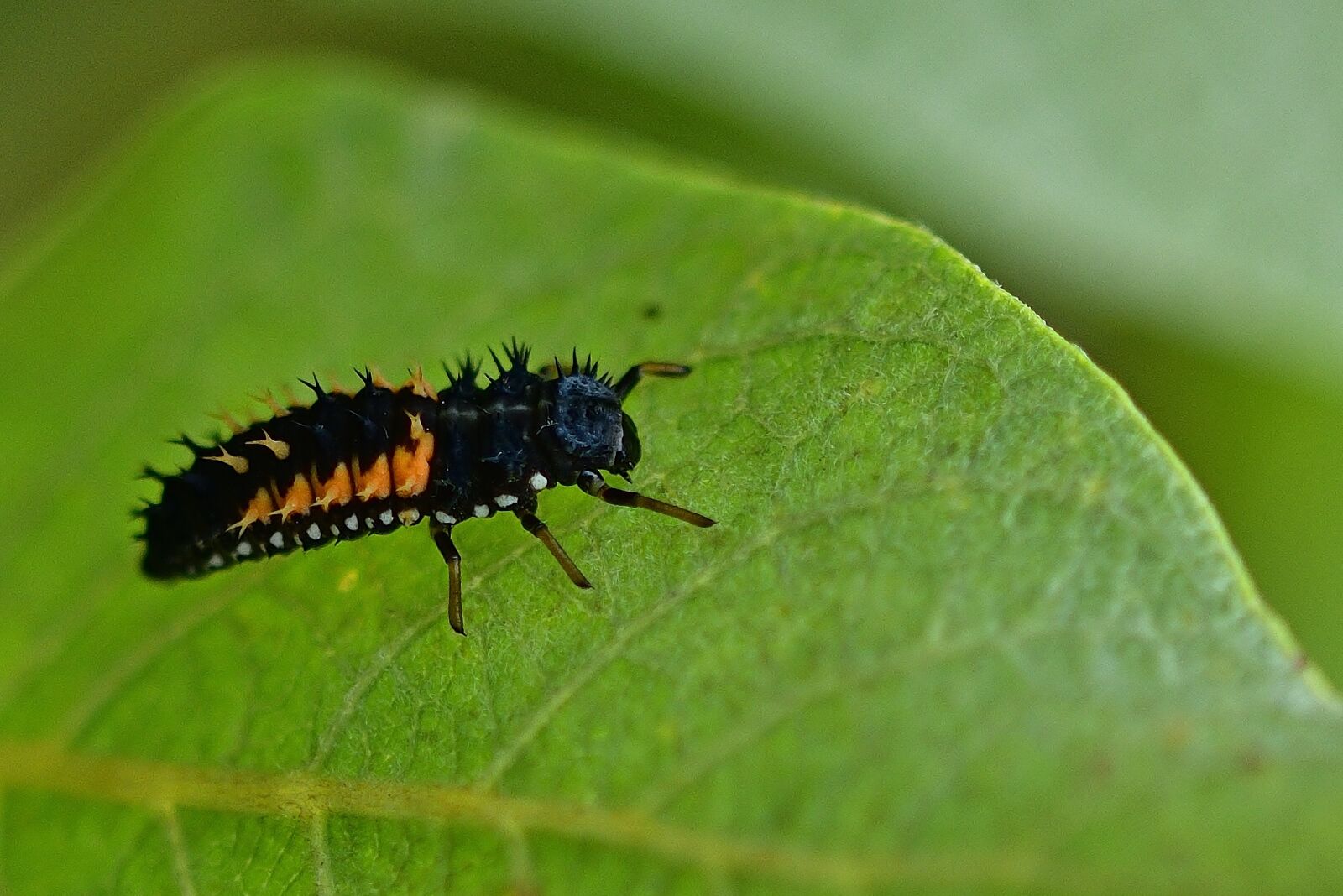 Nikon D5200 sample photo. Ladybug, larva, insect photography