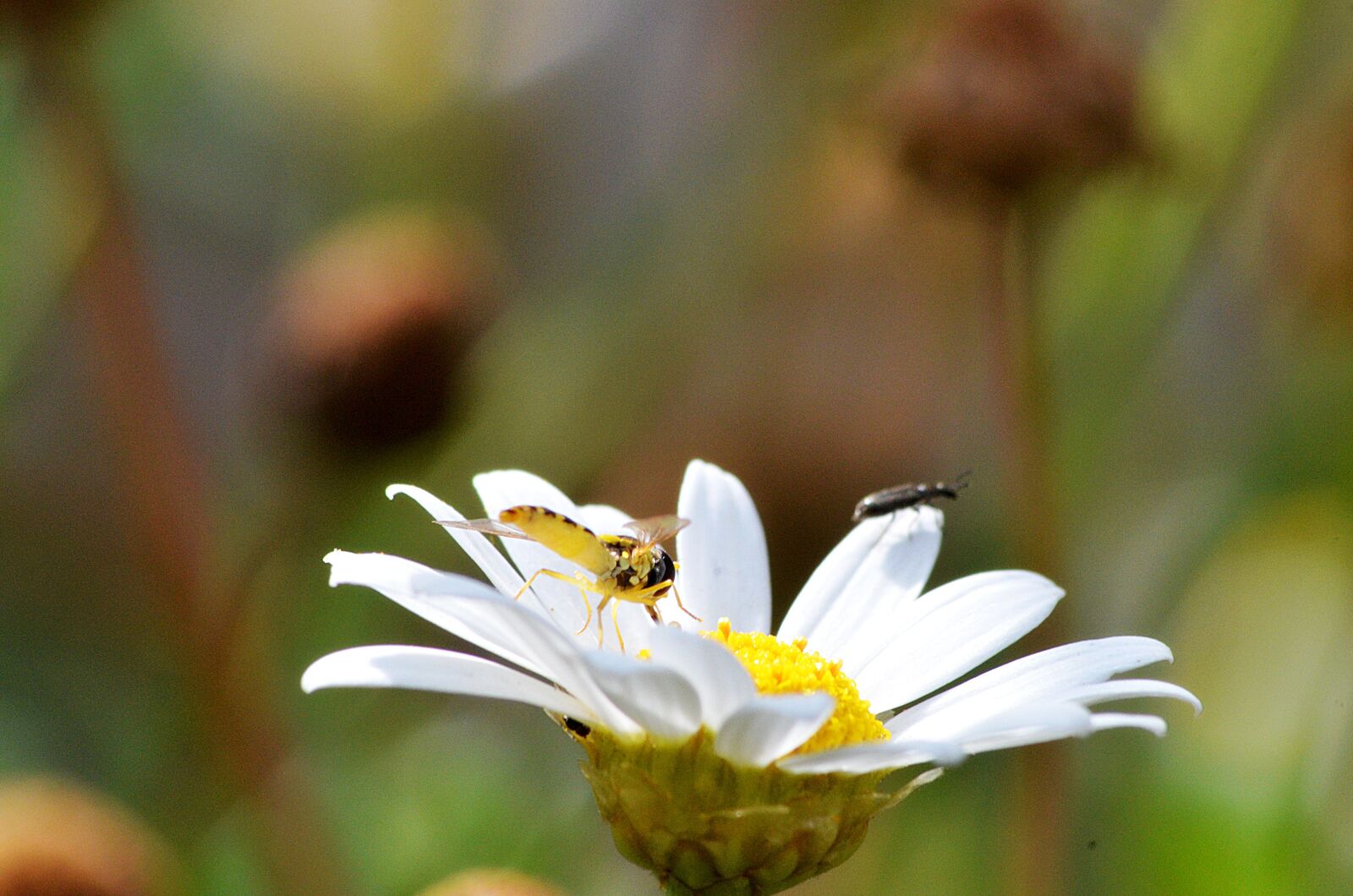 Nikon D5100 sample photo. Dragonfly, flower, insects photography