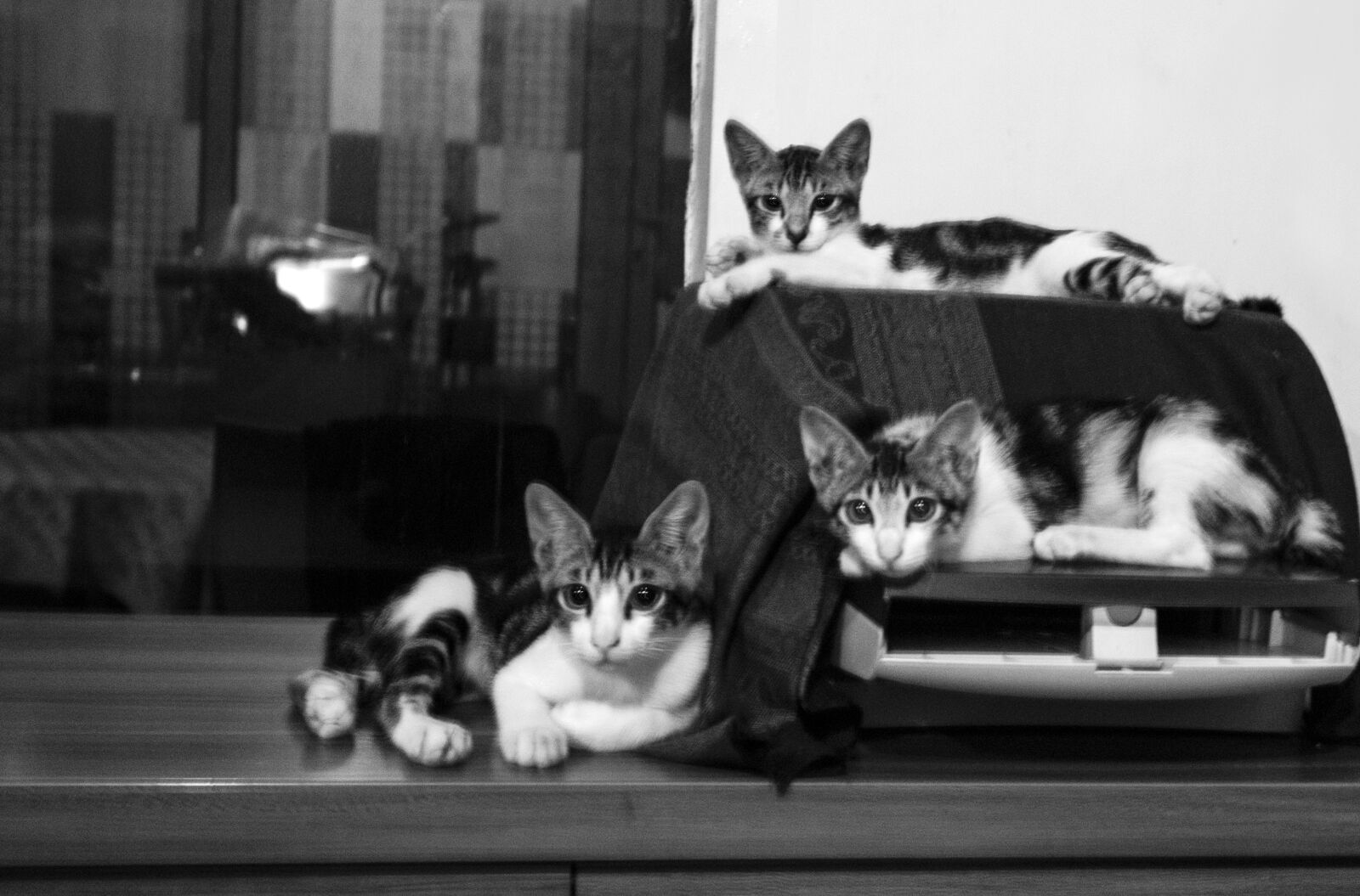Leica M-Monochrom sample photo. Trio, the, cats photography