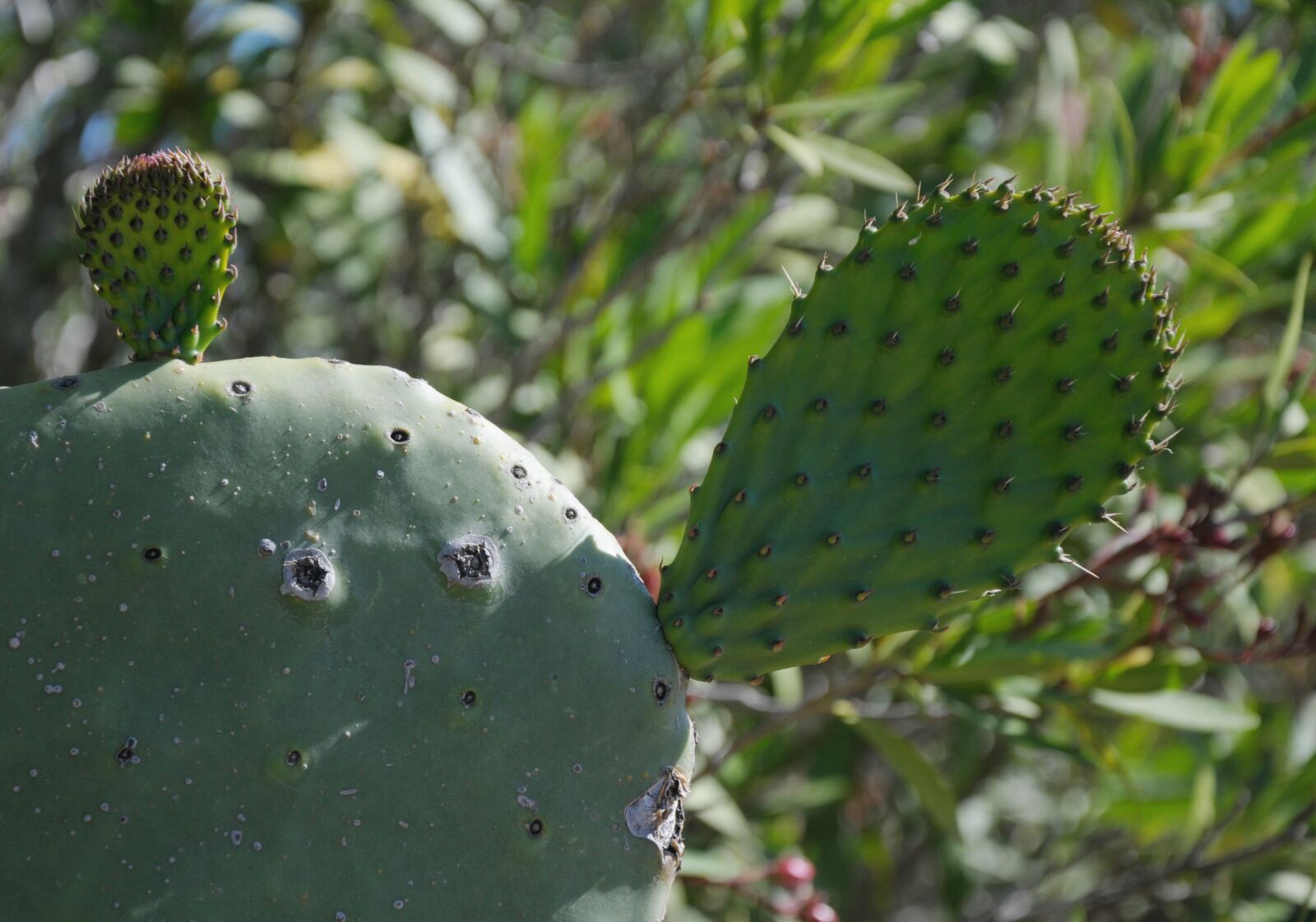 Nikon D300 sample photo. Sardinia, cactus, plant photography
