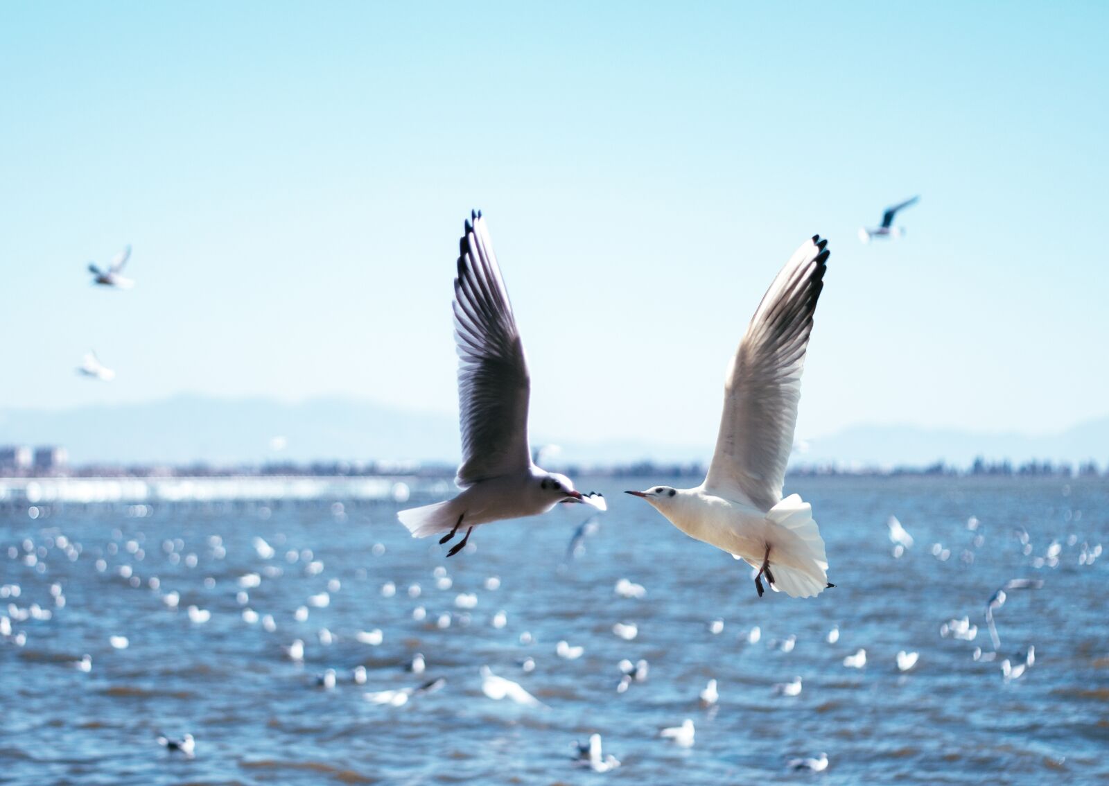 Canon EOS 650D (EOS Rebel T4i / EOS Kiss X6i) + Canon EF 50mm F1.8 II sample photo. Seagull, natural, birds photography
