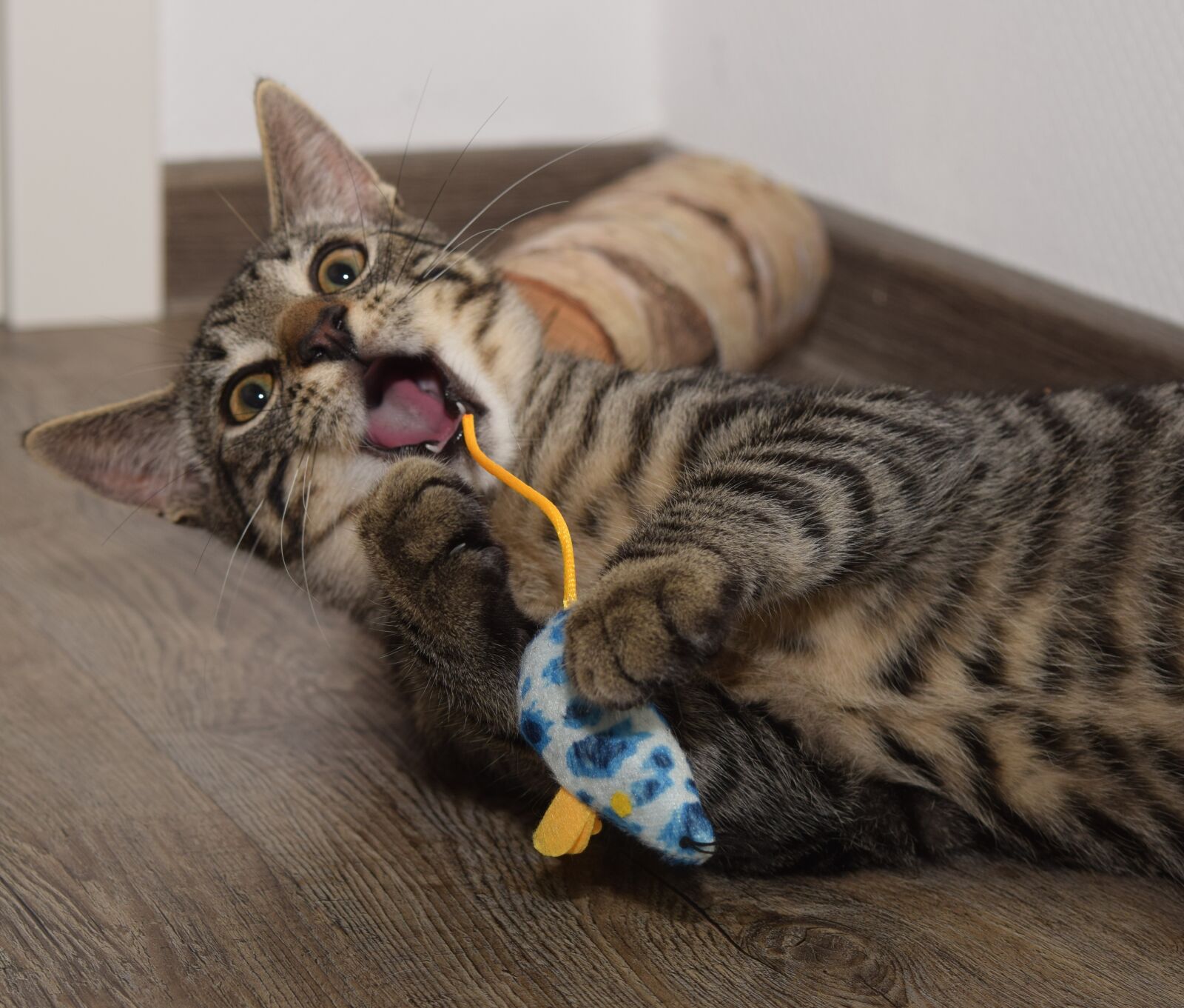 Nikon D5300 sample photo. Cat, mouse, animal photography