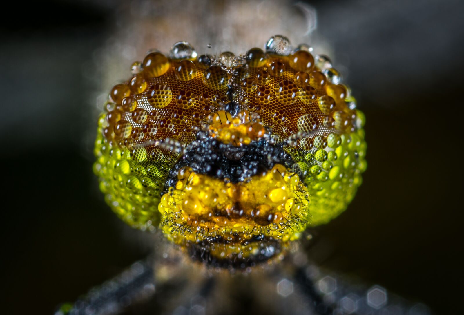 #124 65/2.8 sample photo. Nature, insect, dragonfly photography