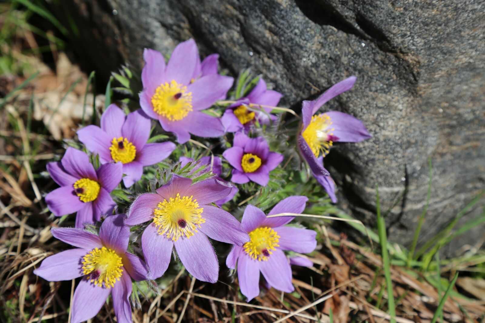 Canon EF 24-105mm F4L IS USM sample photo. Purple, flowers, spring photography